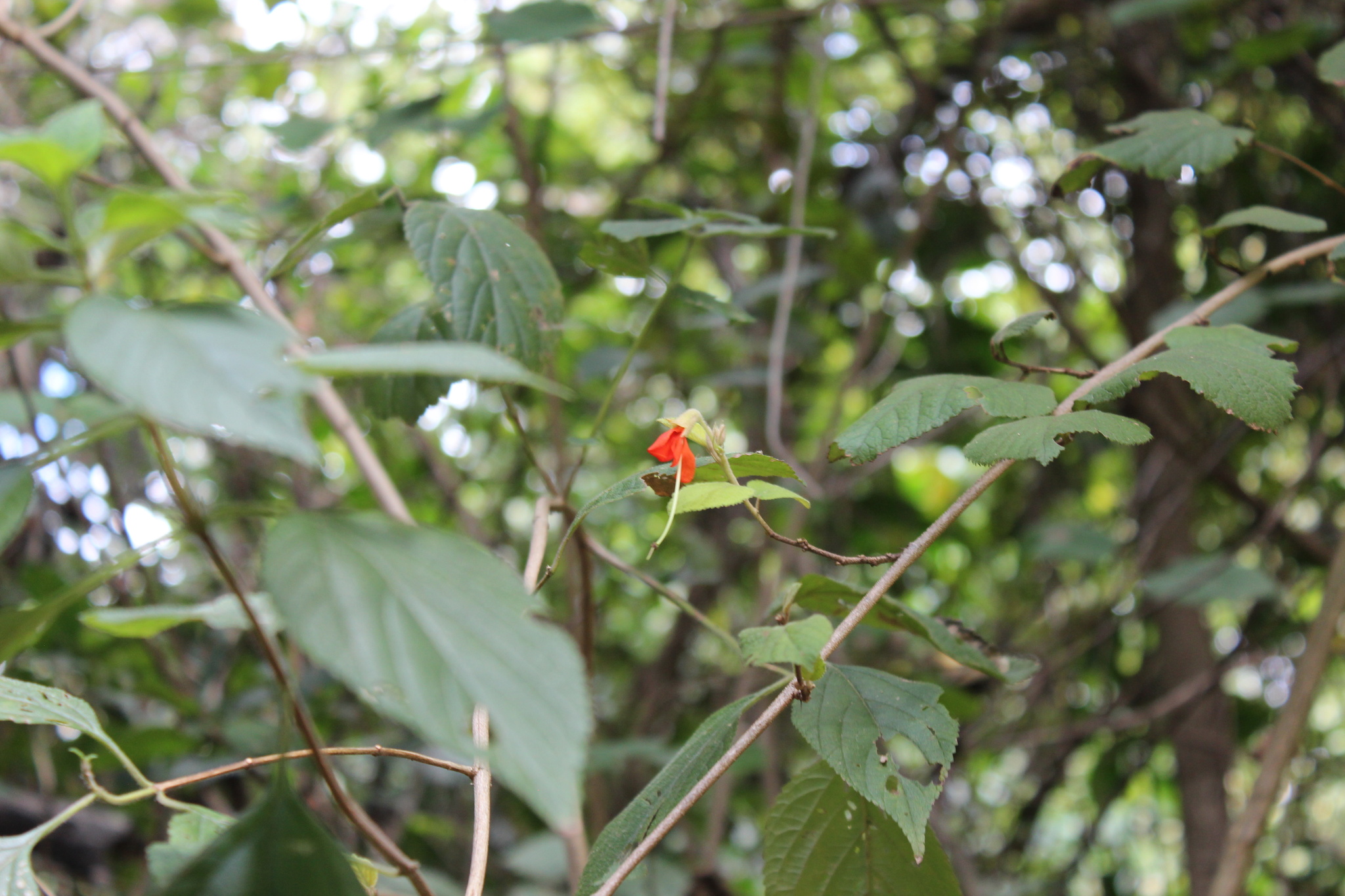 Photo of Angiospermae (1/6)