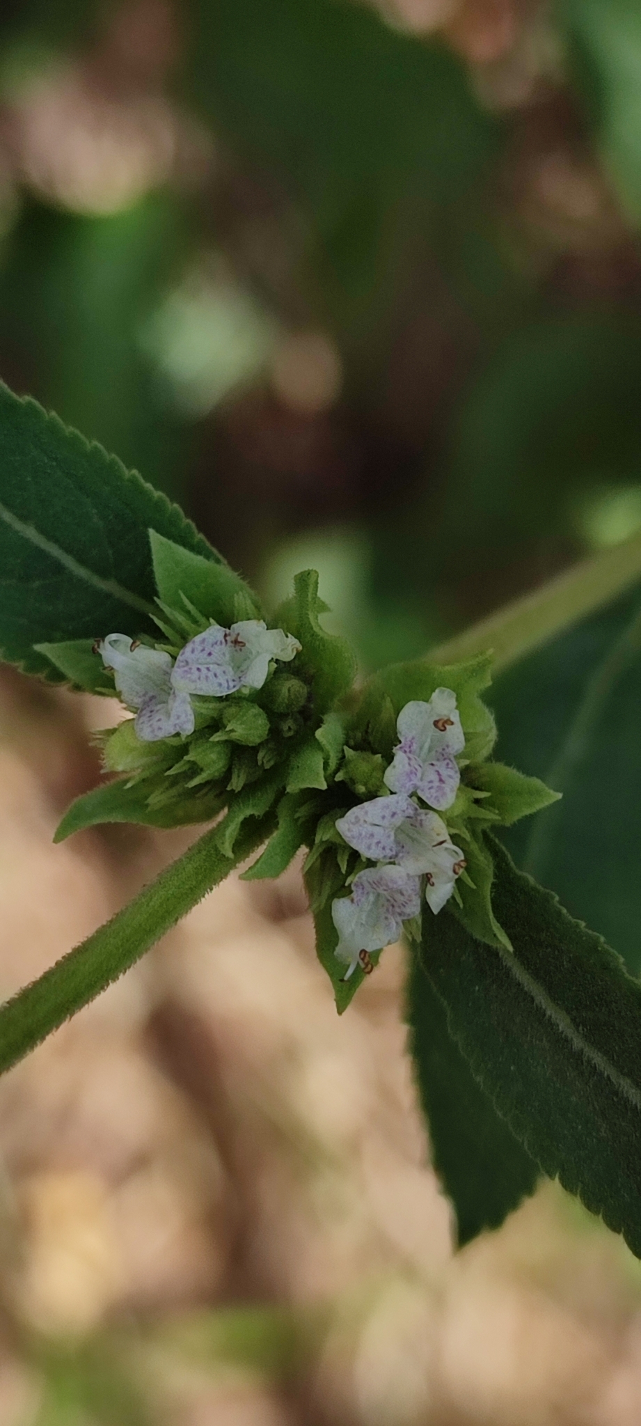 Photo of Hyptis marrubioides (8/12)