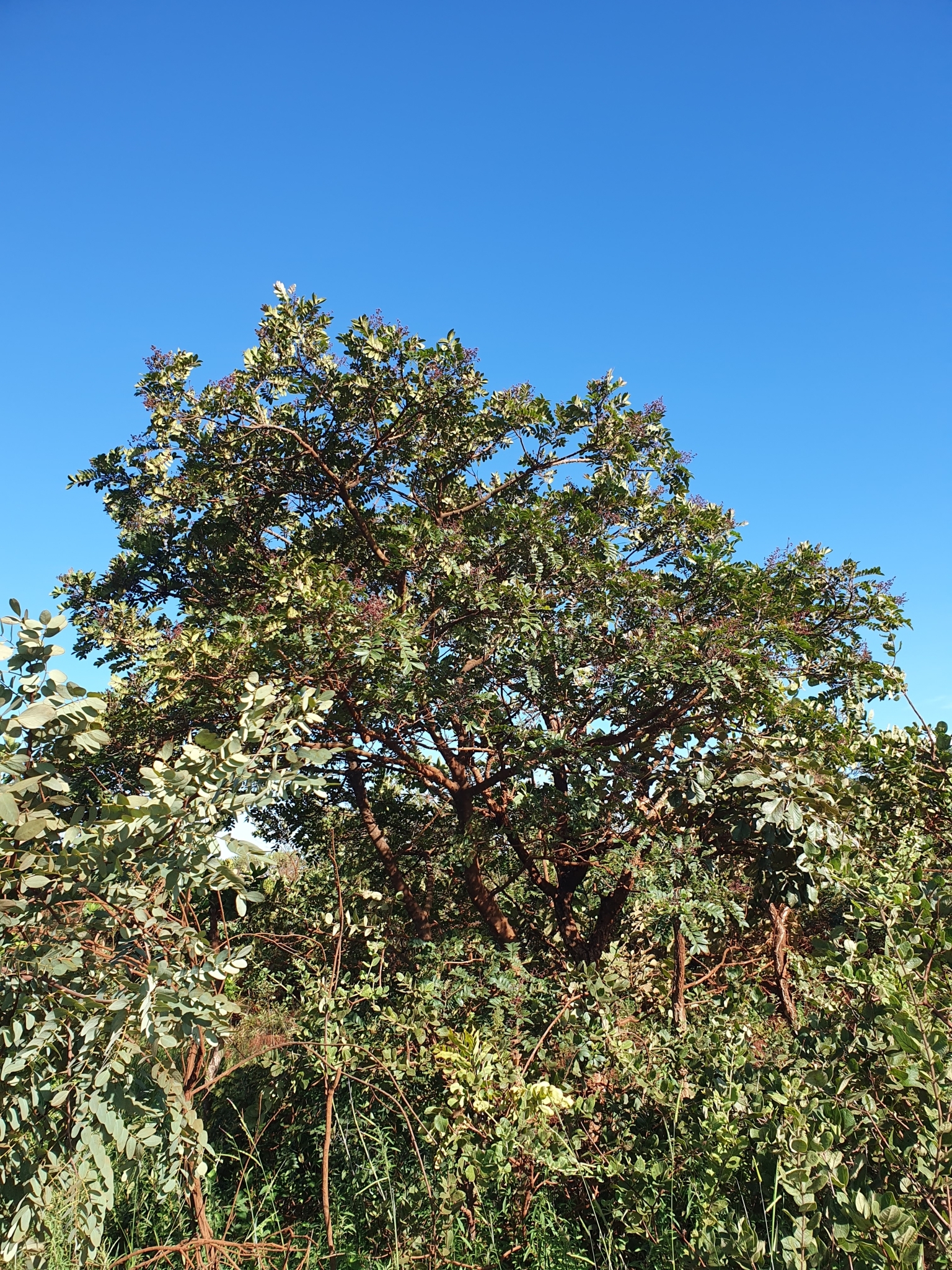 Photo of Tambataru (2/8)