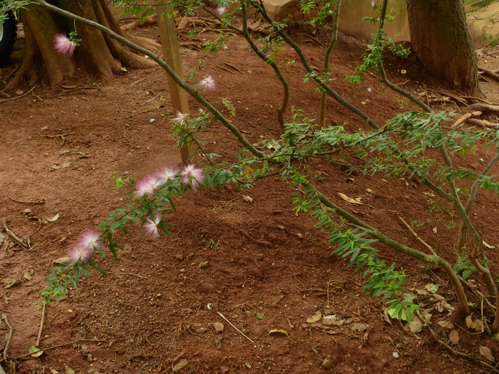 Photo of Pink Powderpuff (1/9)