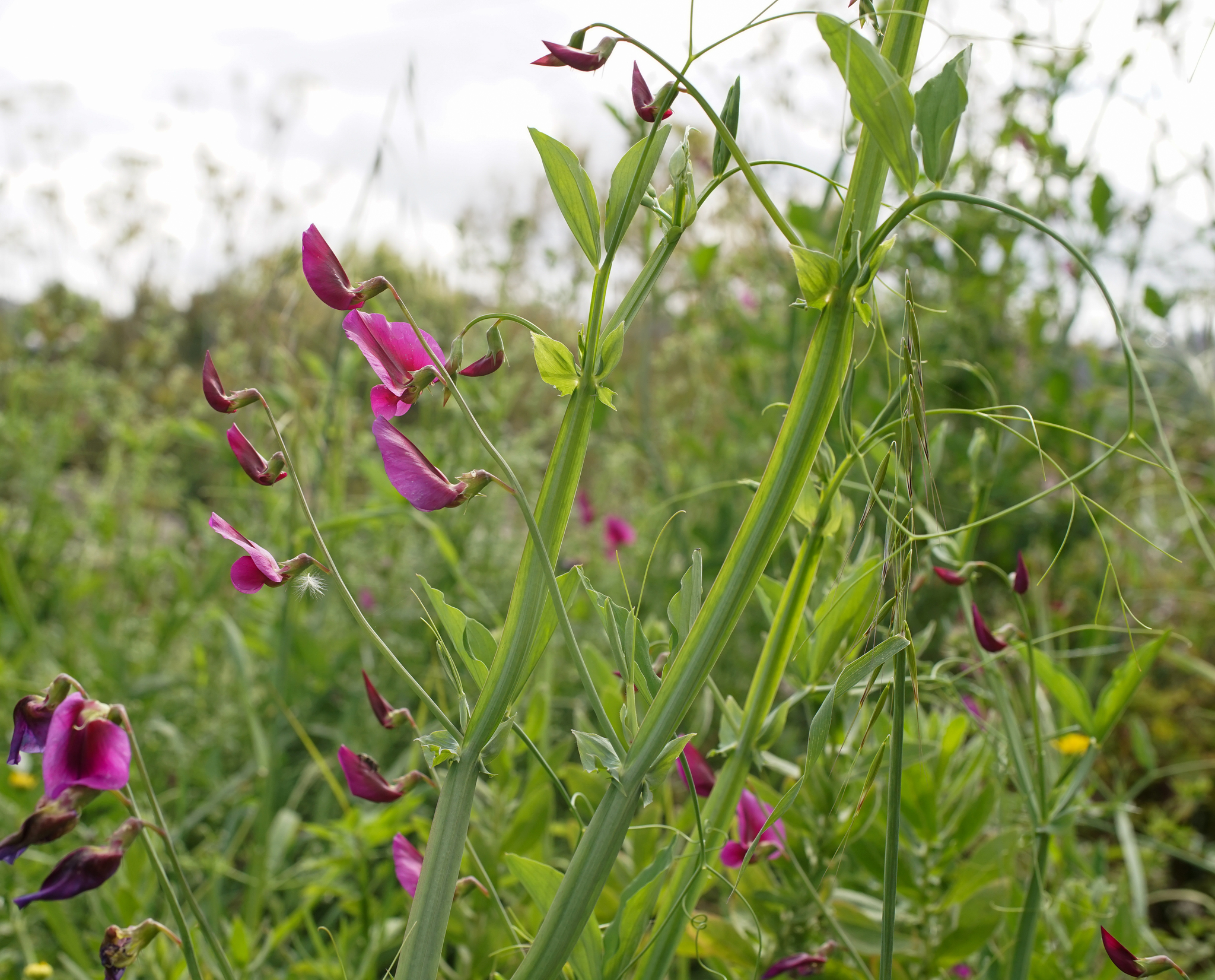 Photo of Tangier Pea (9/11)