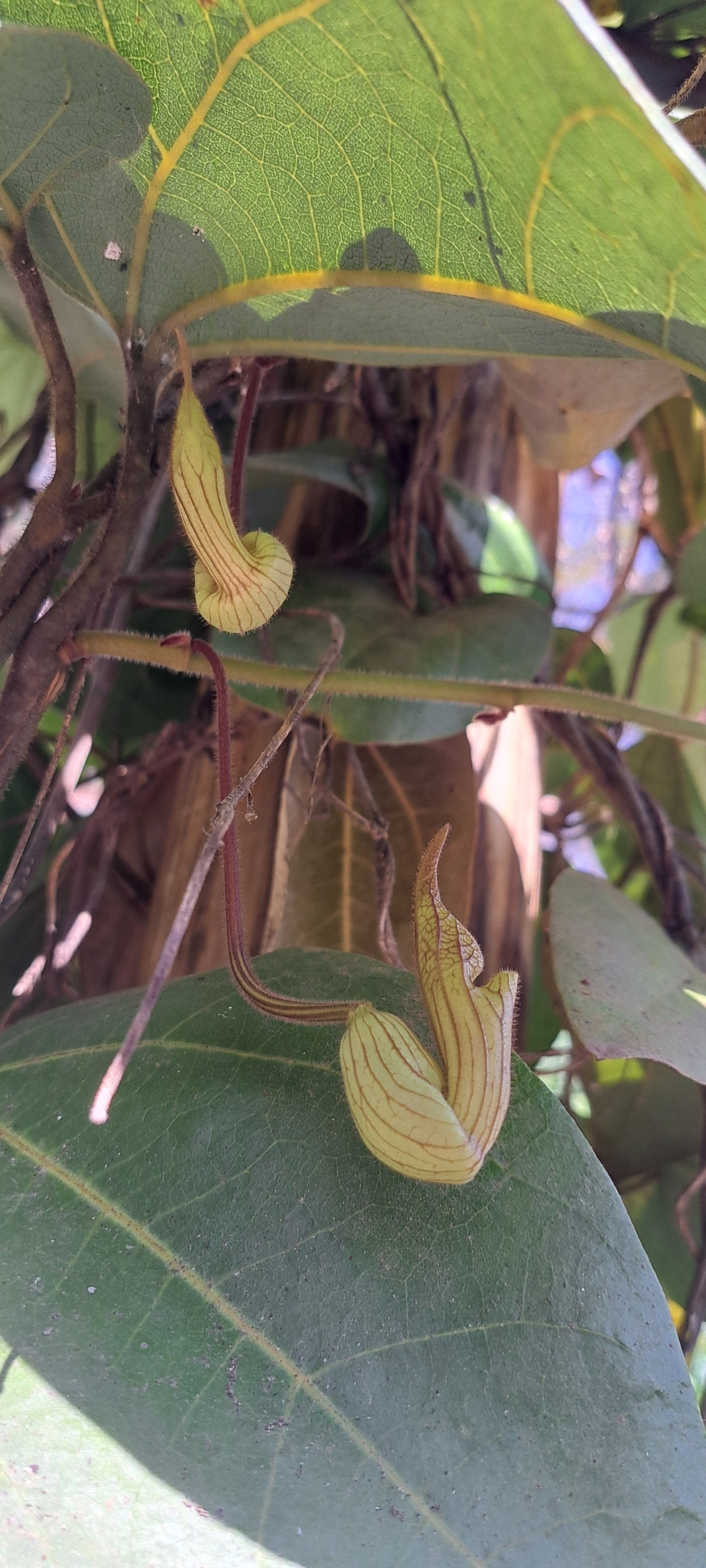 Photo of Brazilian Dutchman's Pipe (14/15)