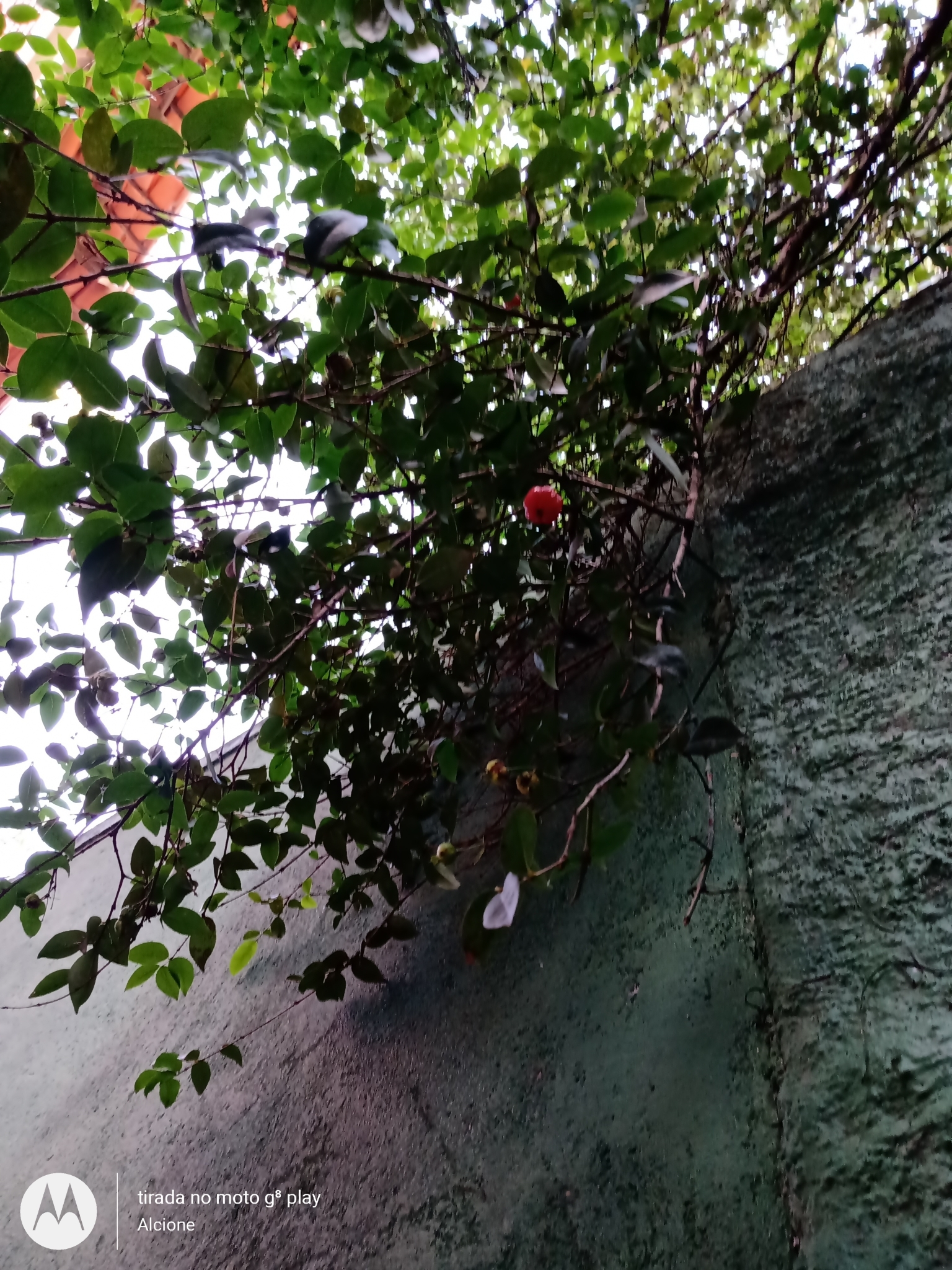 Photo of Surinam cherry (11/12)