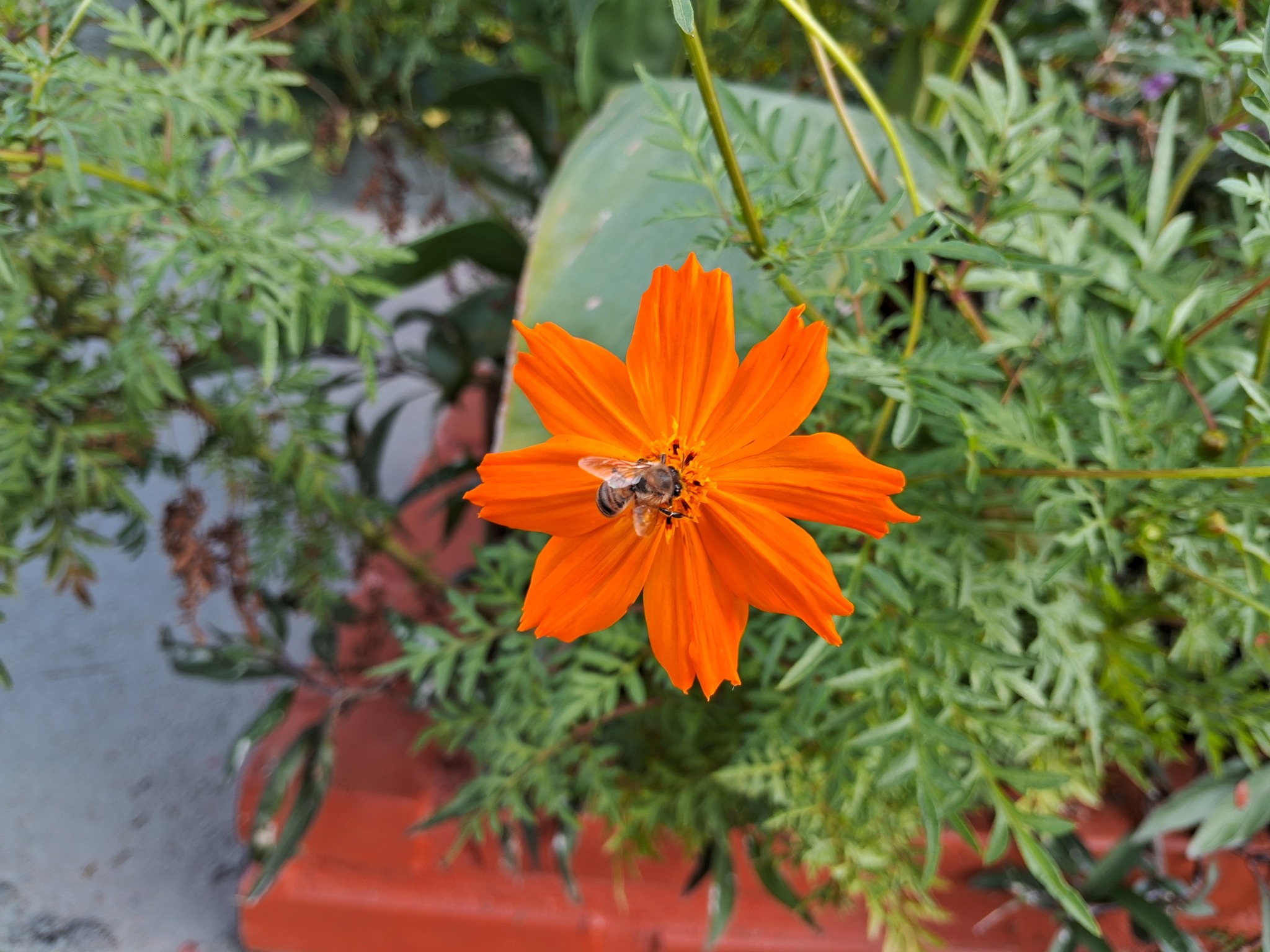 Photo of Yellow Cosmos (1/12)