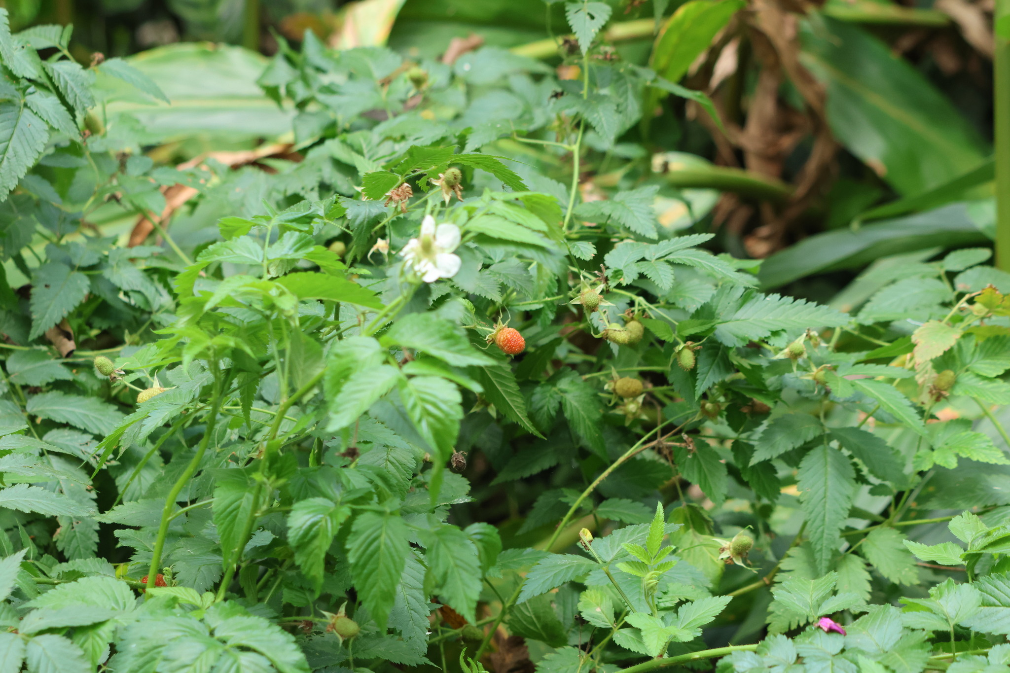Photo of roseleaf bramble (1/10)