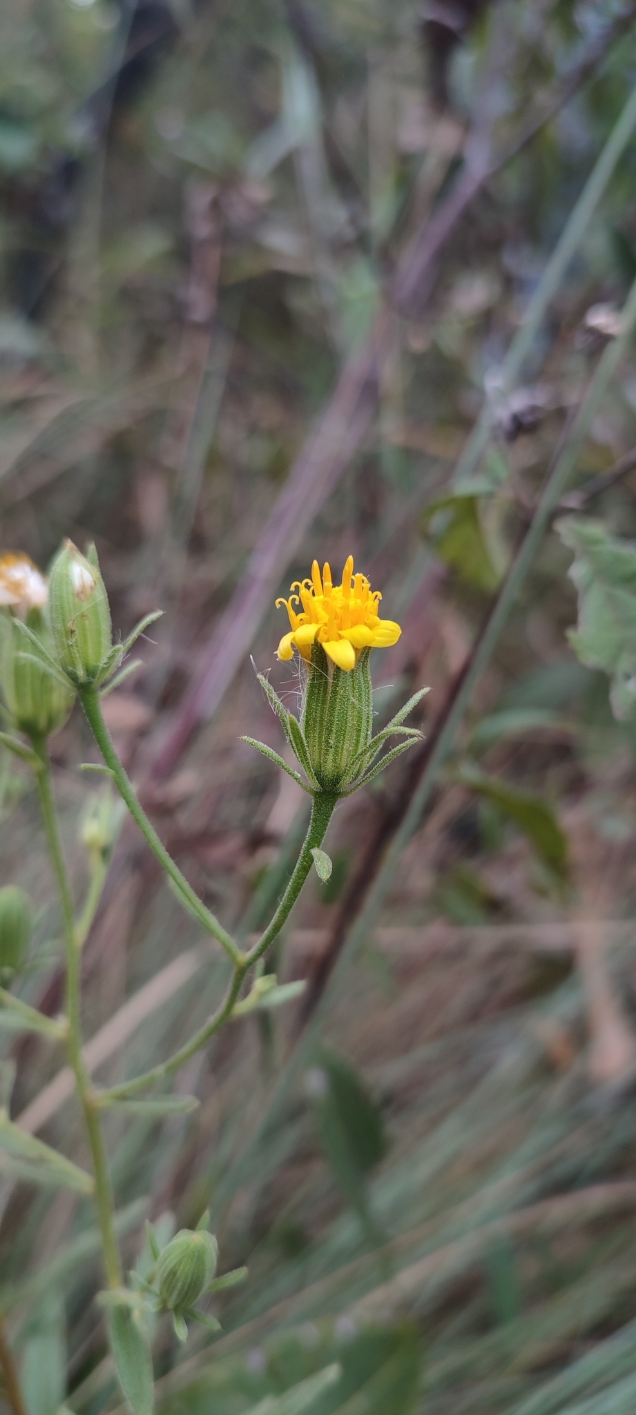 Photo of Trixis glutinosa (10/12)