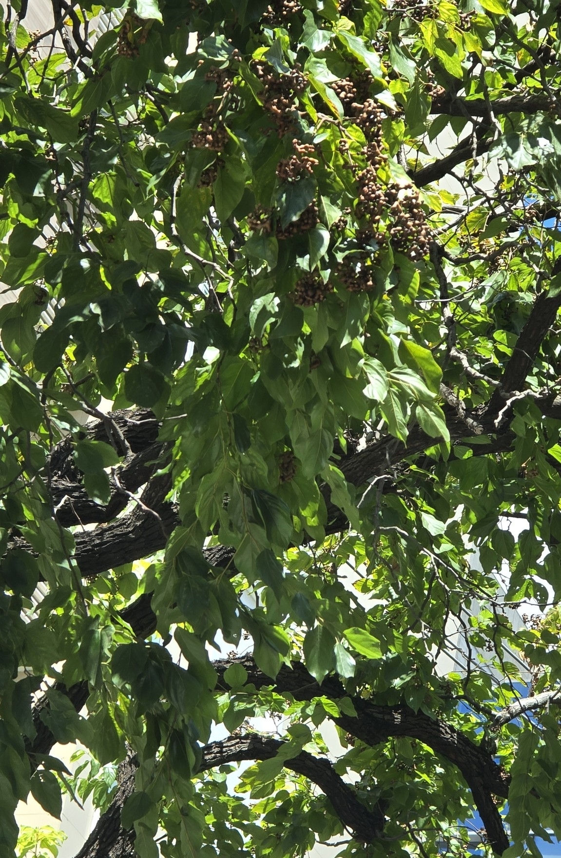 Photo of Japanese Raisin Tree (1/7)