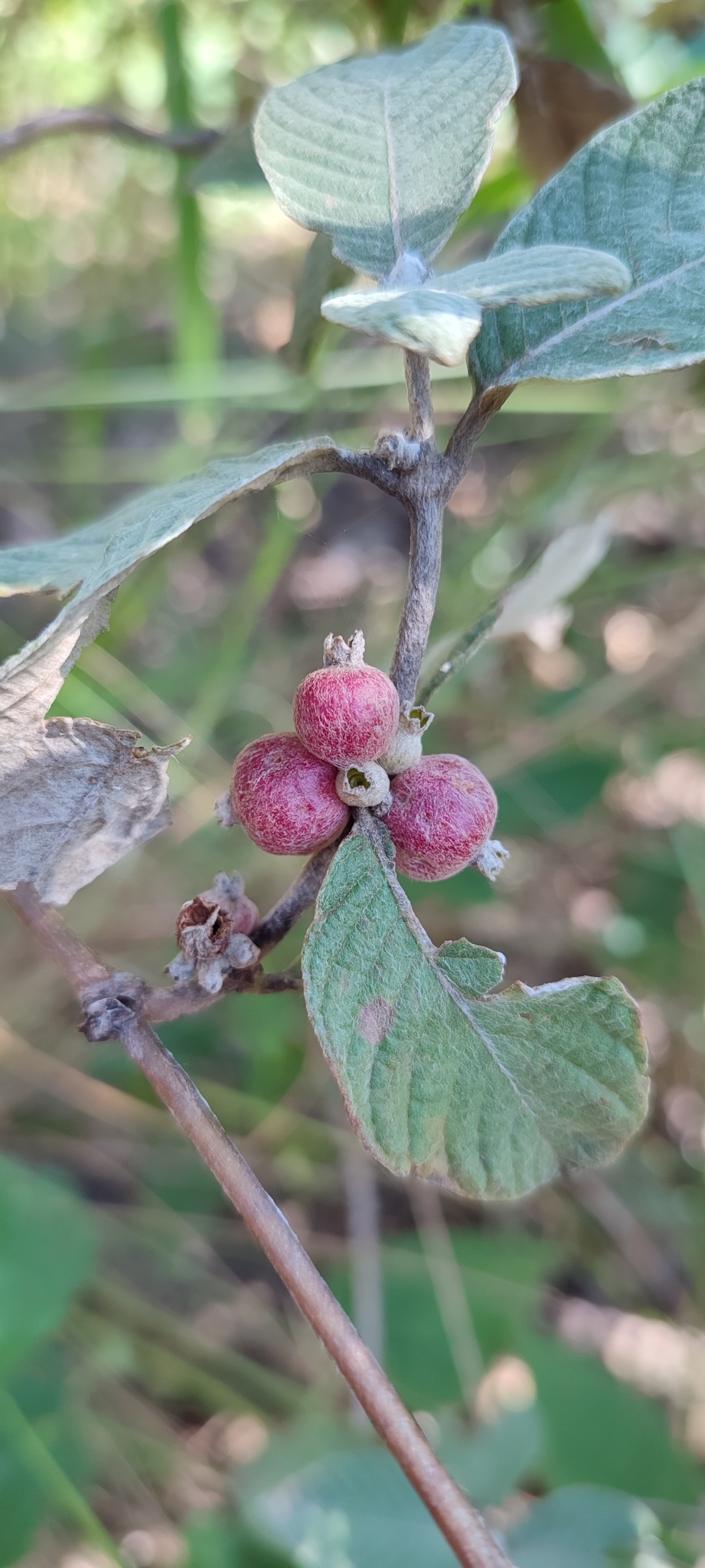 Photo of Sabicea brasiliensis (10/12)