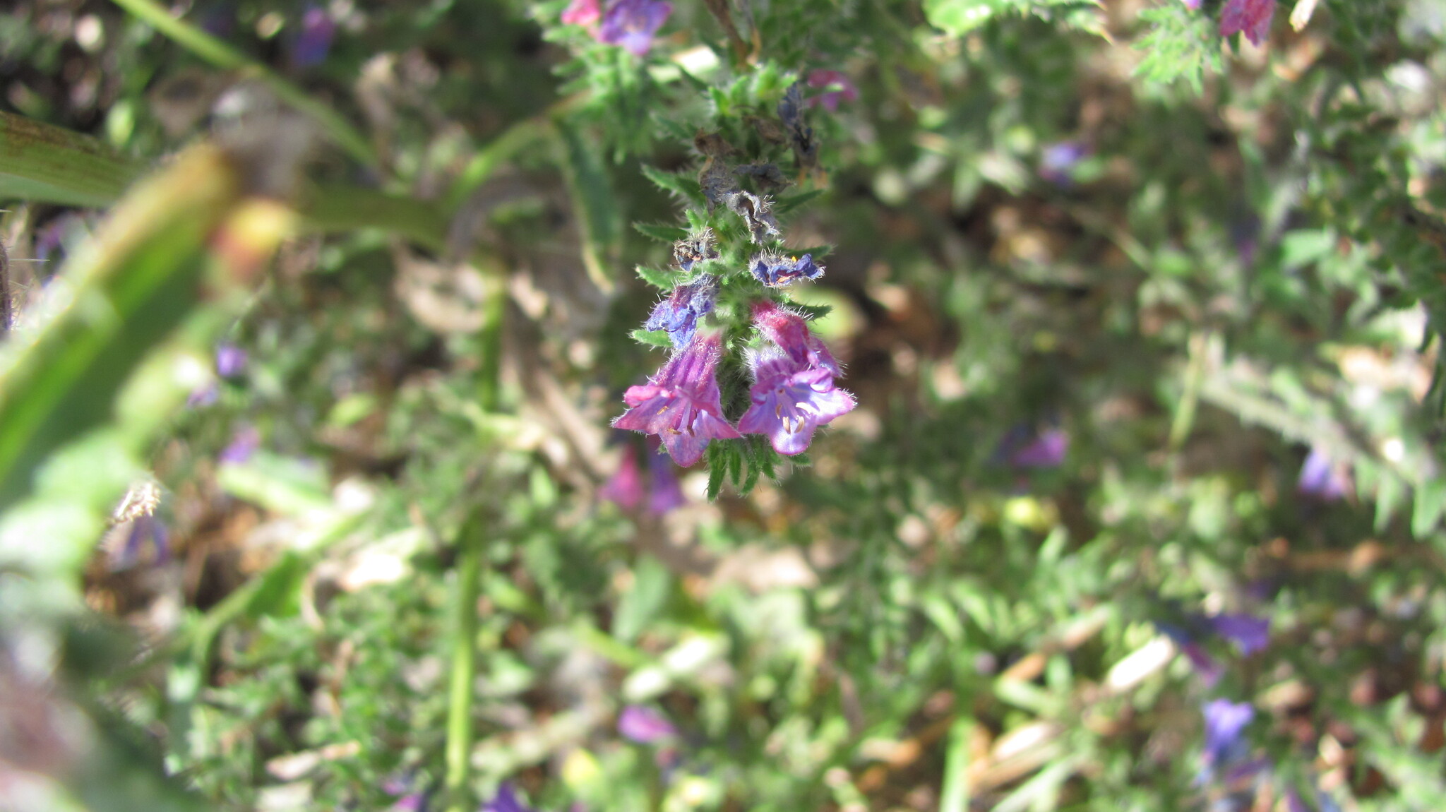 Photo of Echium tuberculatum (5/12)
