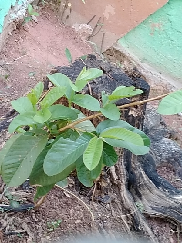 Photo of Common guava (4/12)