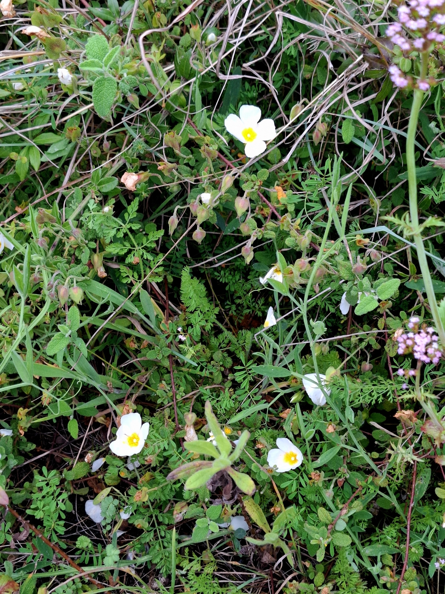 Photo of Sage-leaved Rock-rose (4/12)