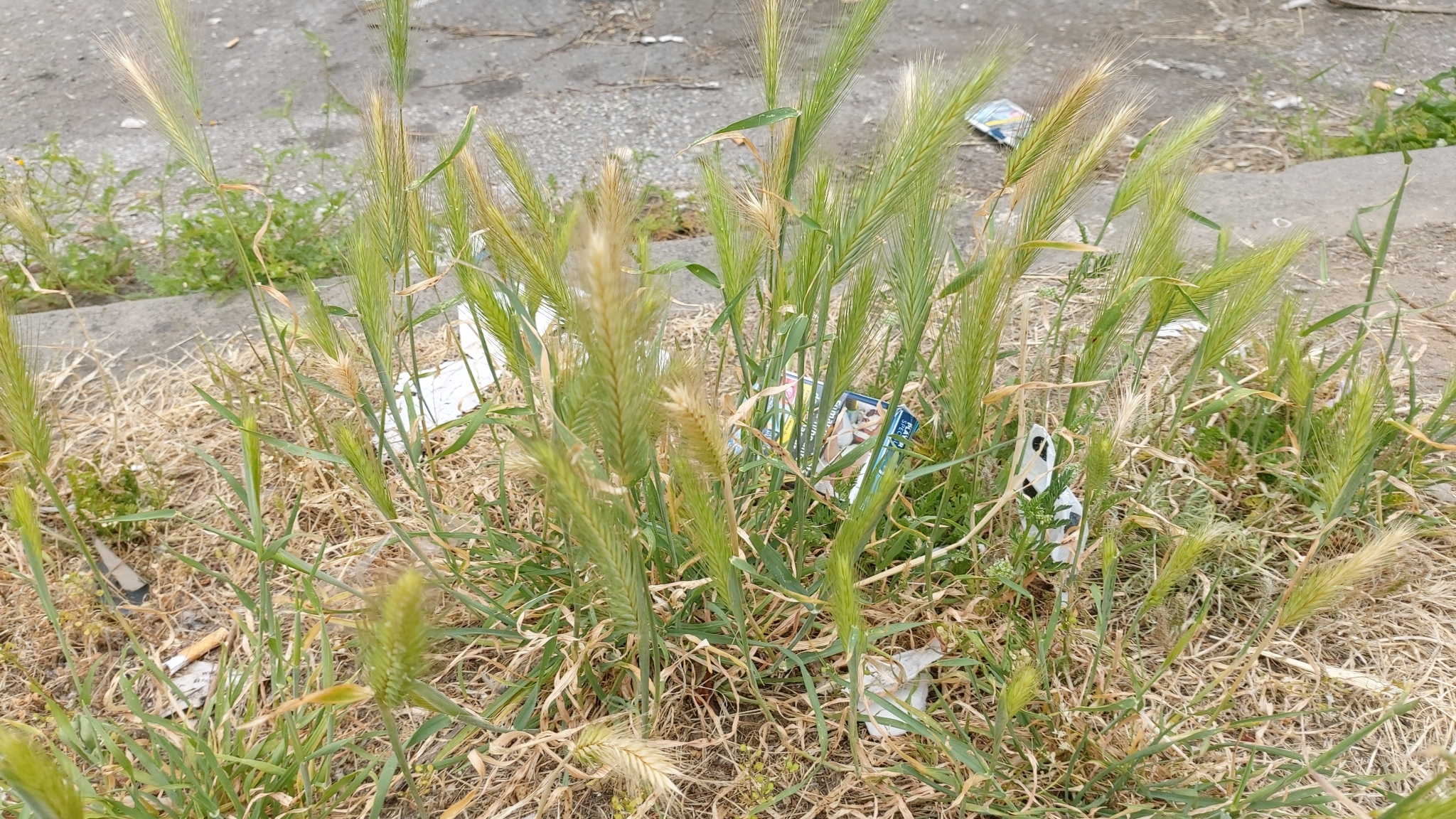 Photo of wall barley (2/12)