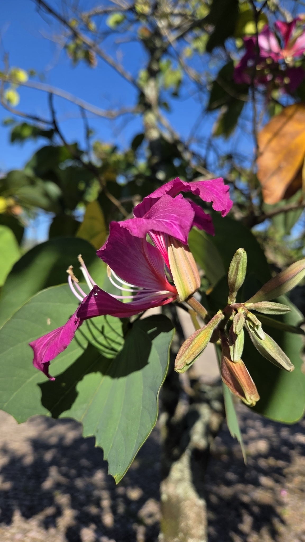 Photo of Brazilian orchid tree (5/7)