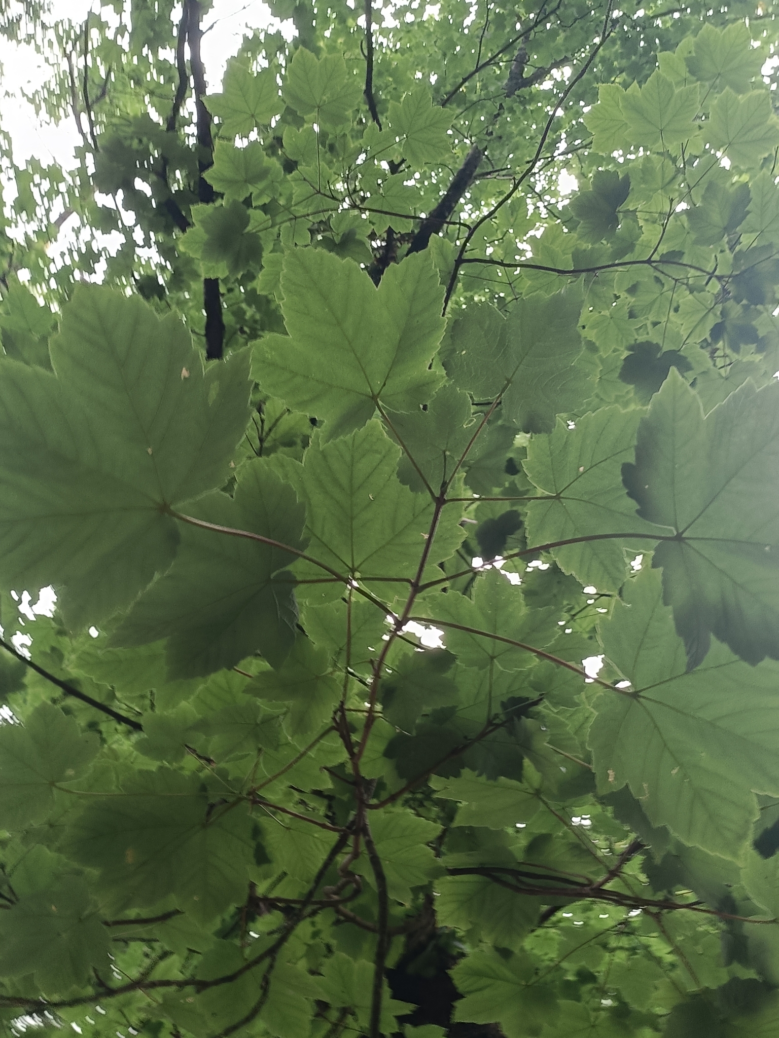 Photo of sycamore maple (5/12)