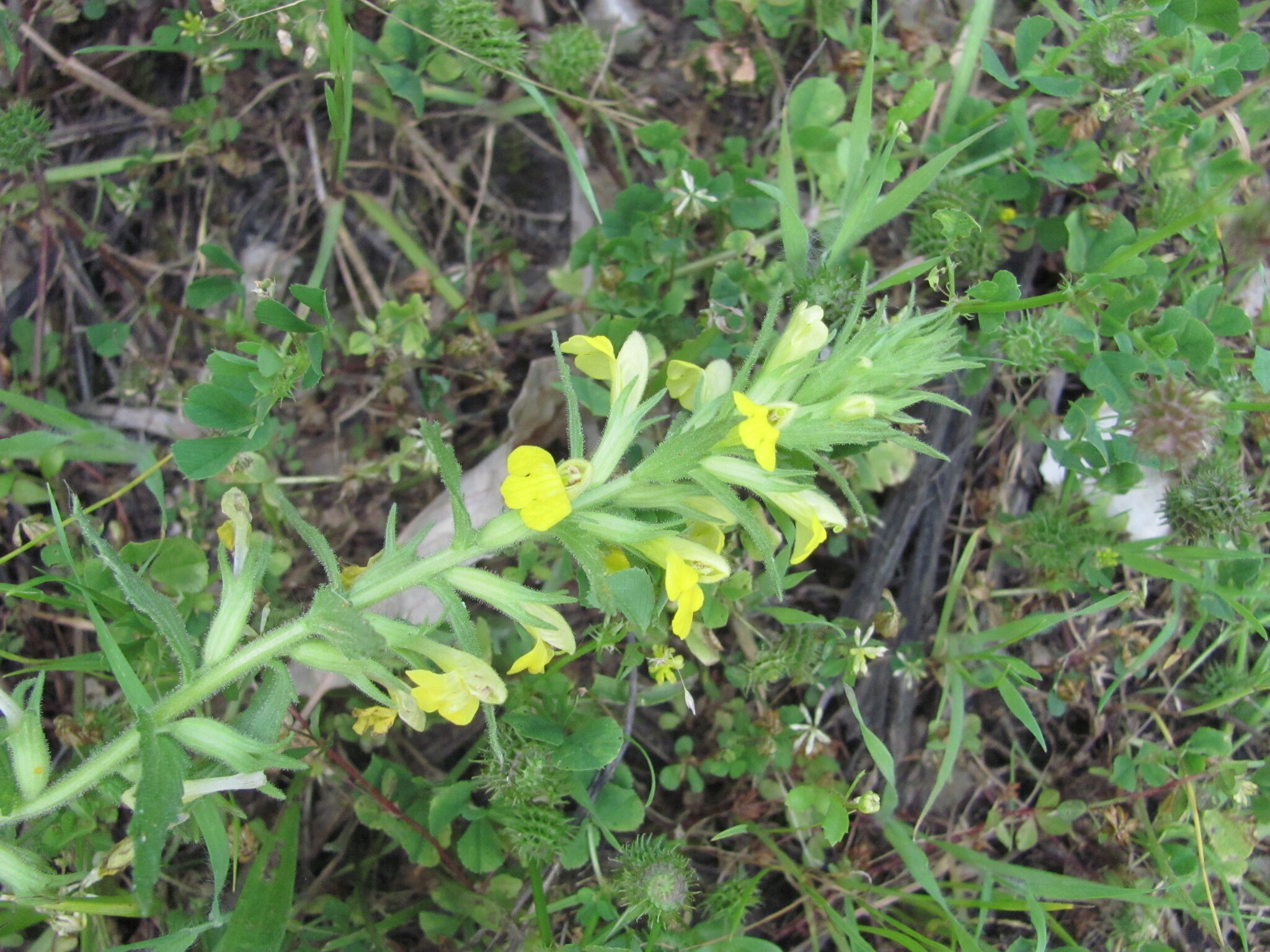 Photo of Yellow Glandweed (6/12)