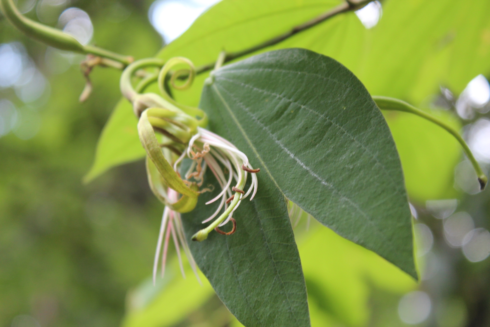 Photo of Bauhinia ungulata (3/9)