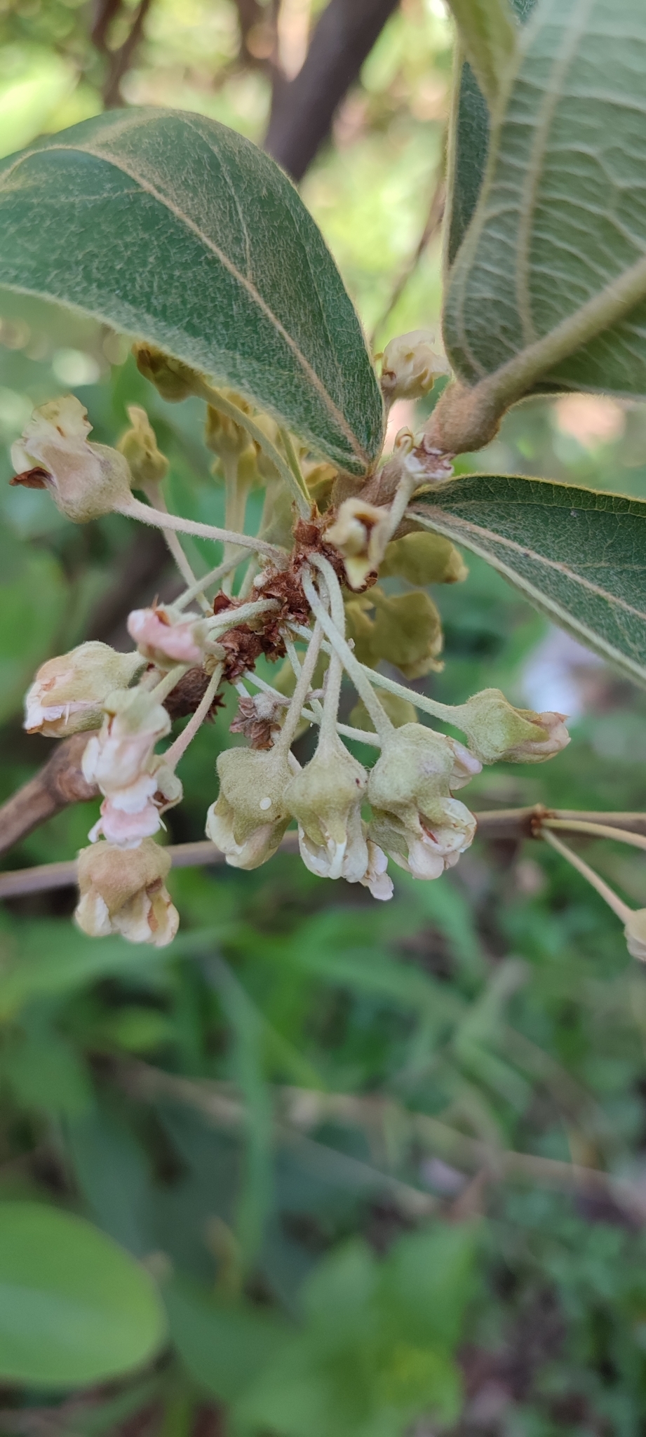 Photo of Pterandra pyroidea (6/8)