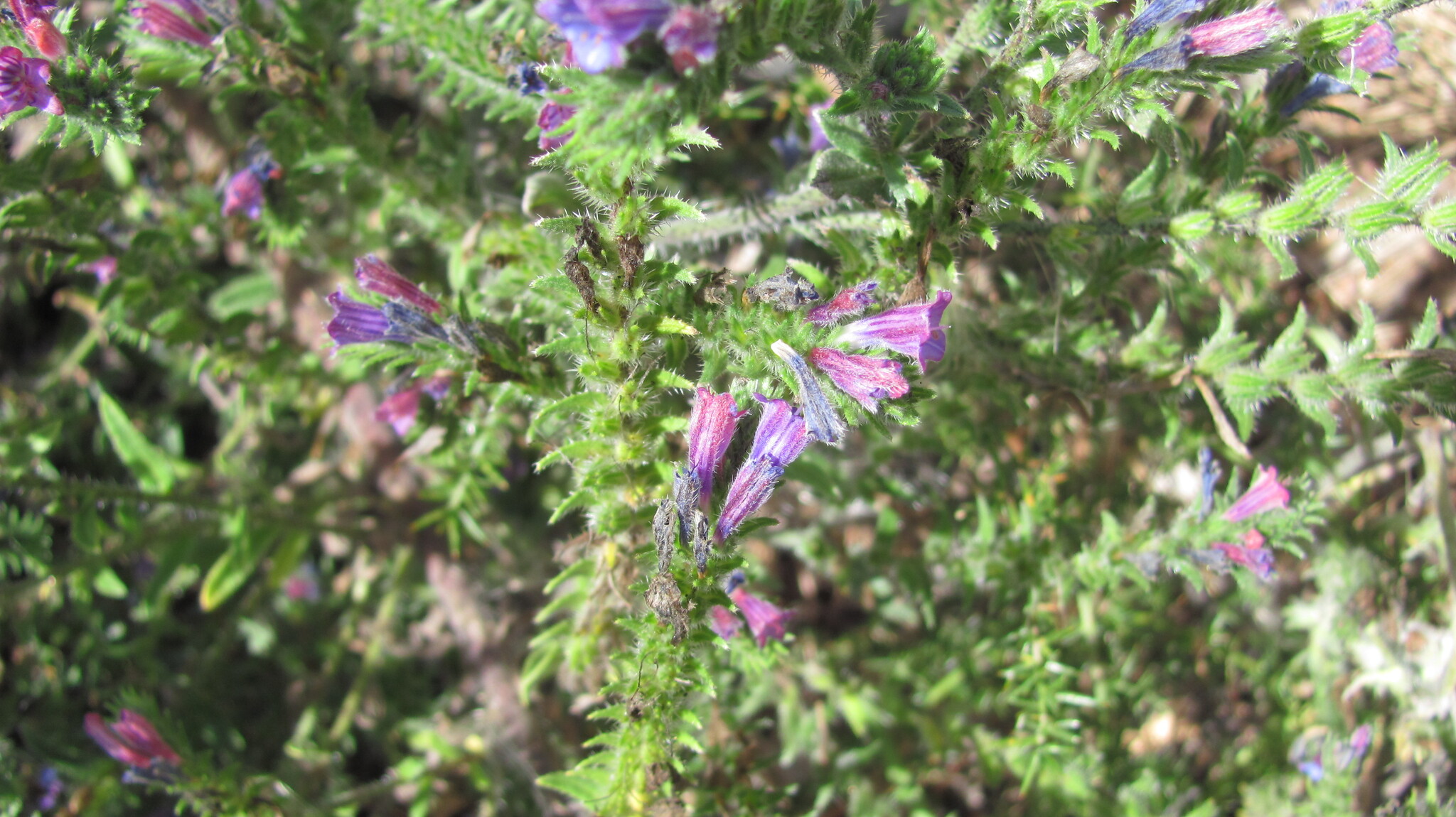 Photo of Echium tuberculatum (9/12)