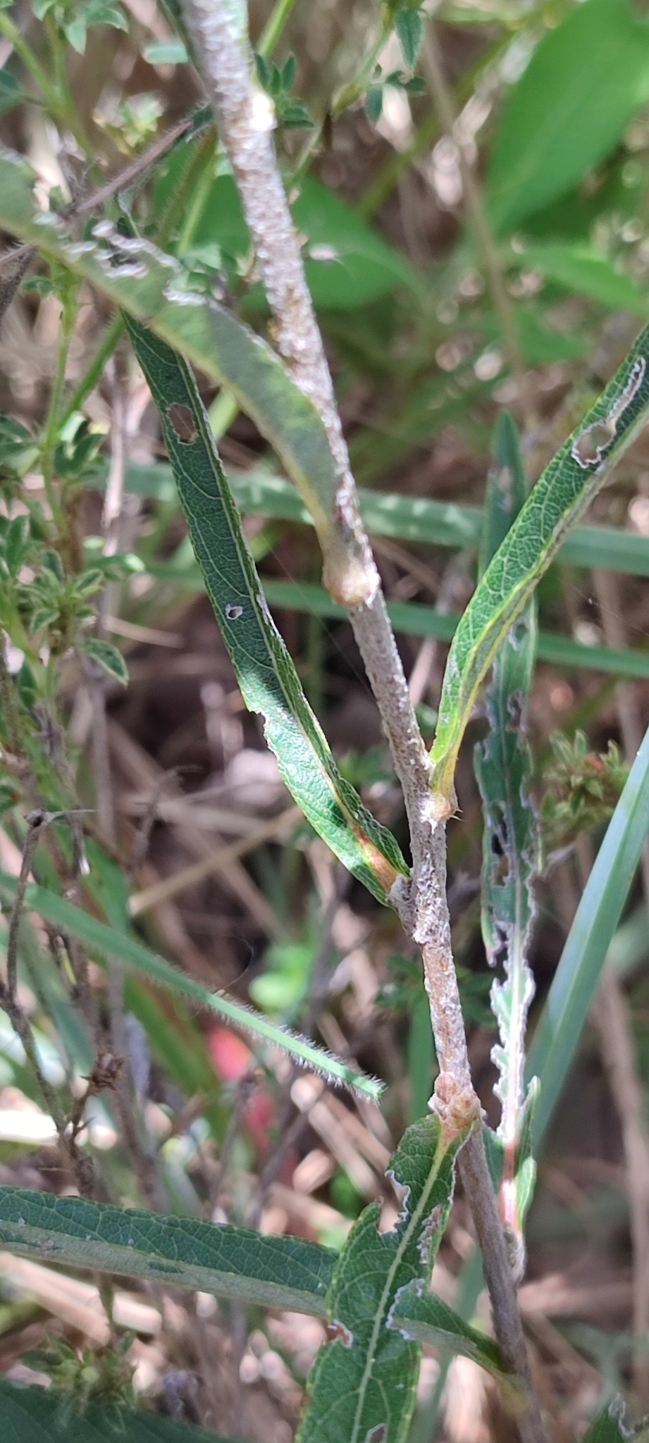 Photo of Lessingianthus coriaceus (4/8)