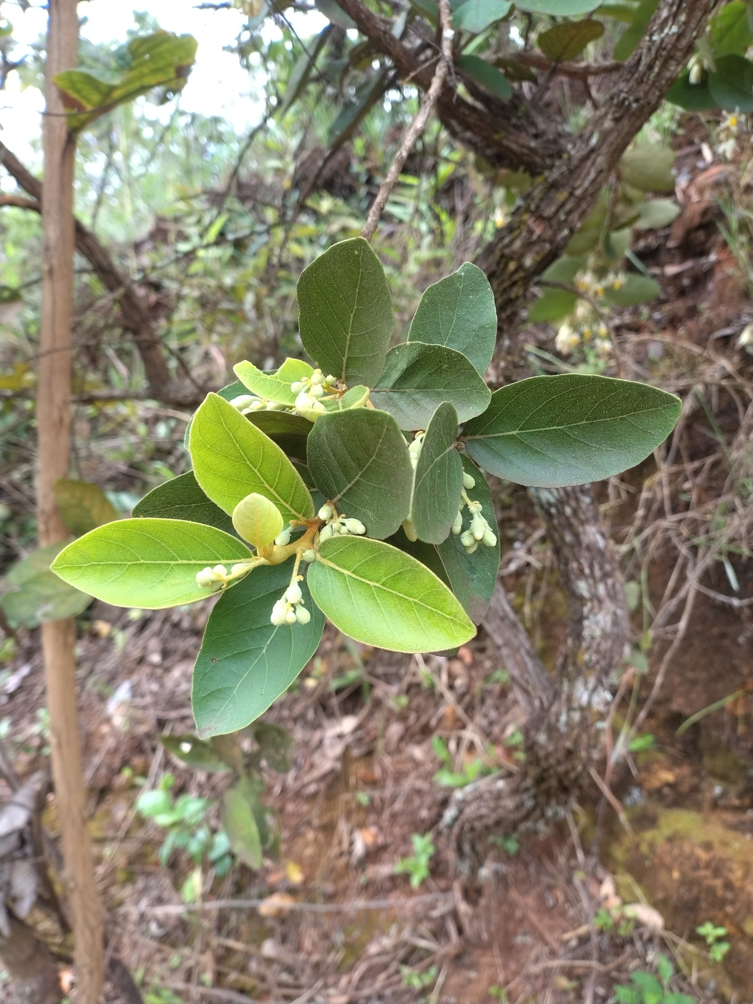 Photo of Styrax ferrugineus (3/5)