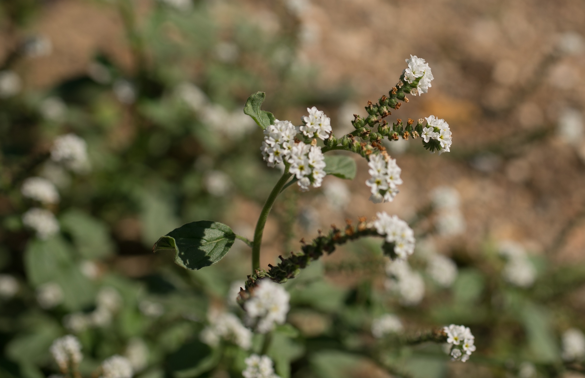 Photo of European heliotrope (9/12)