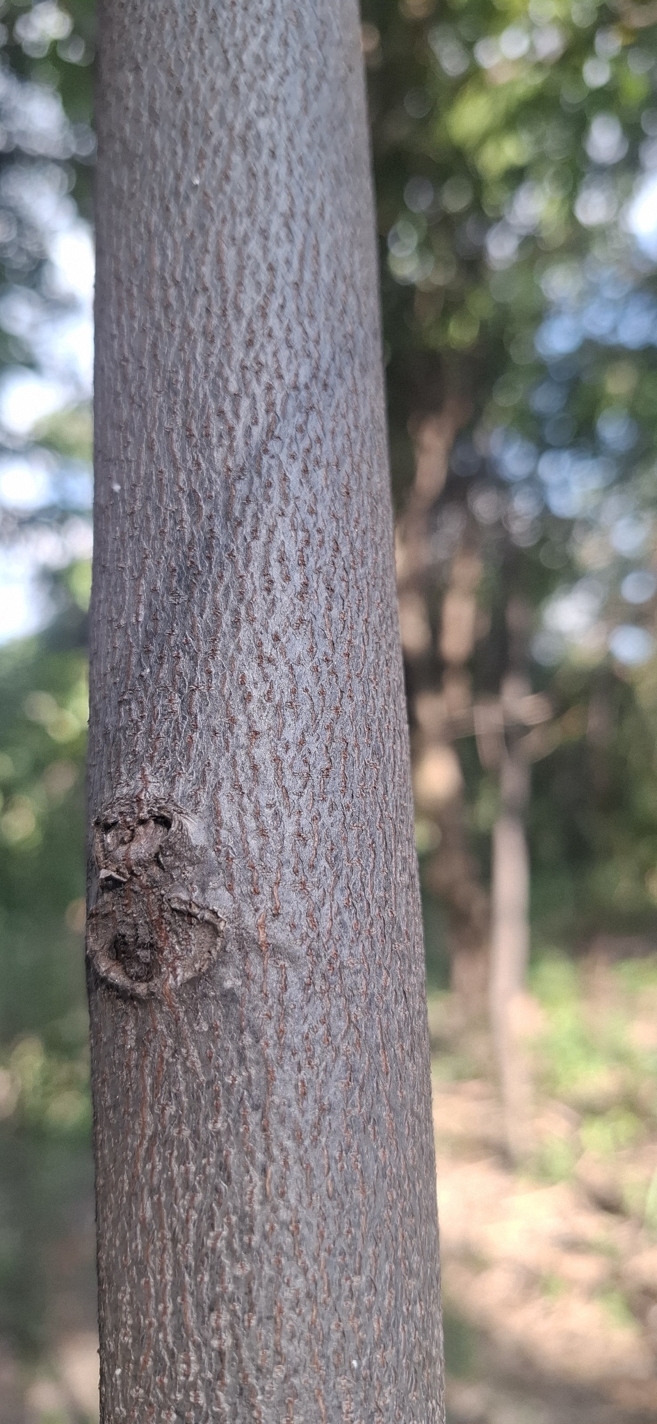 Photo of Annona sylvatica (5/12)