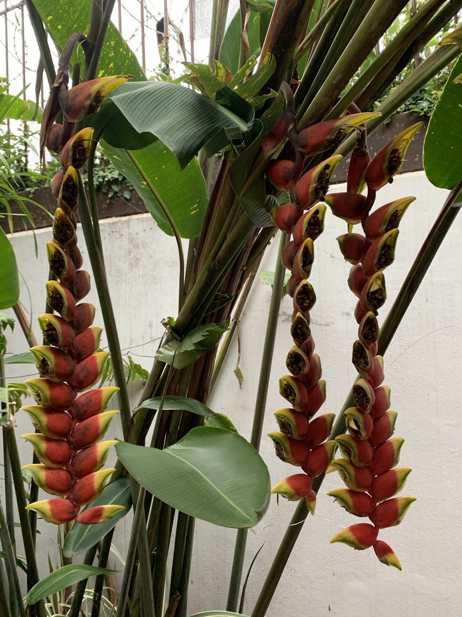 Photo of Hanging Lobster Claw Heliconia (8/12)