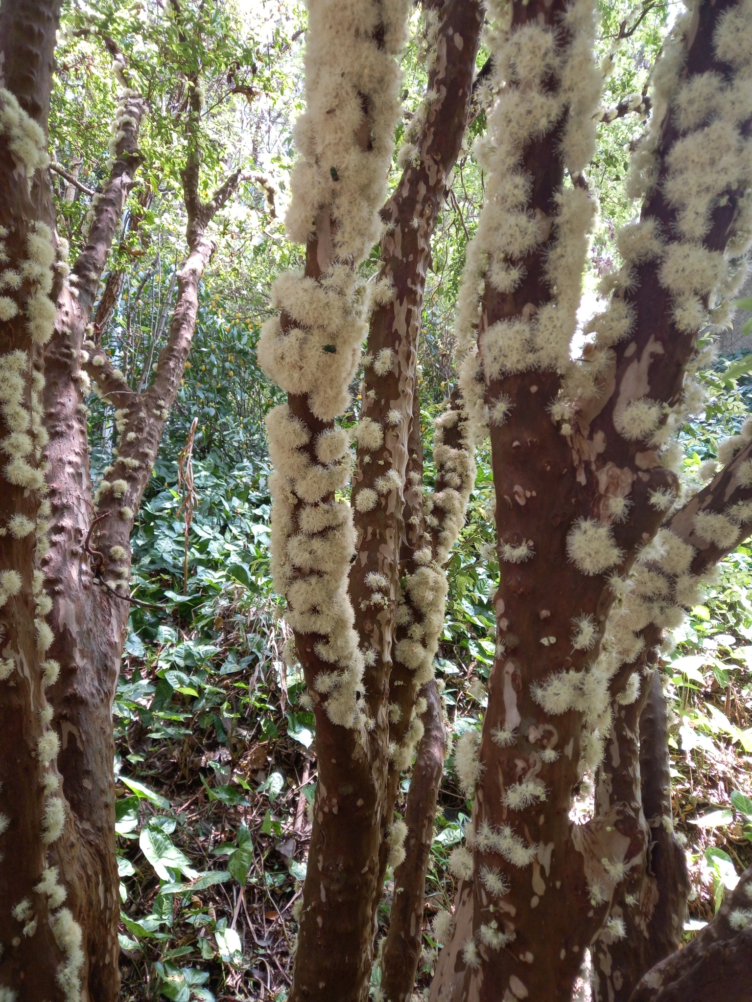 Photo of Jaboticaba (6/10)