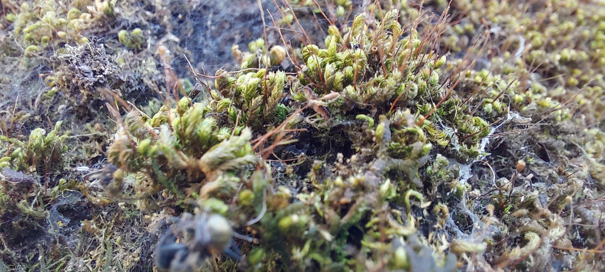 Photo of Bryopsida (3/7)