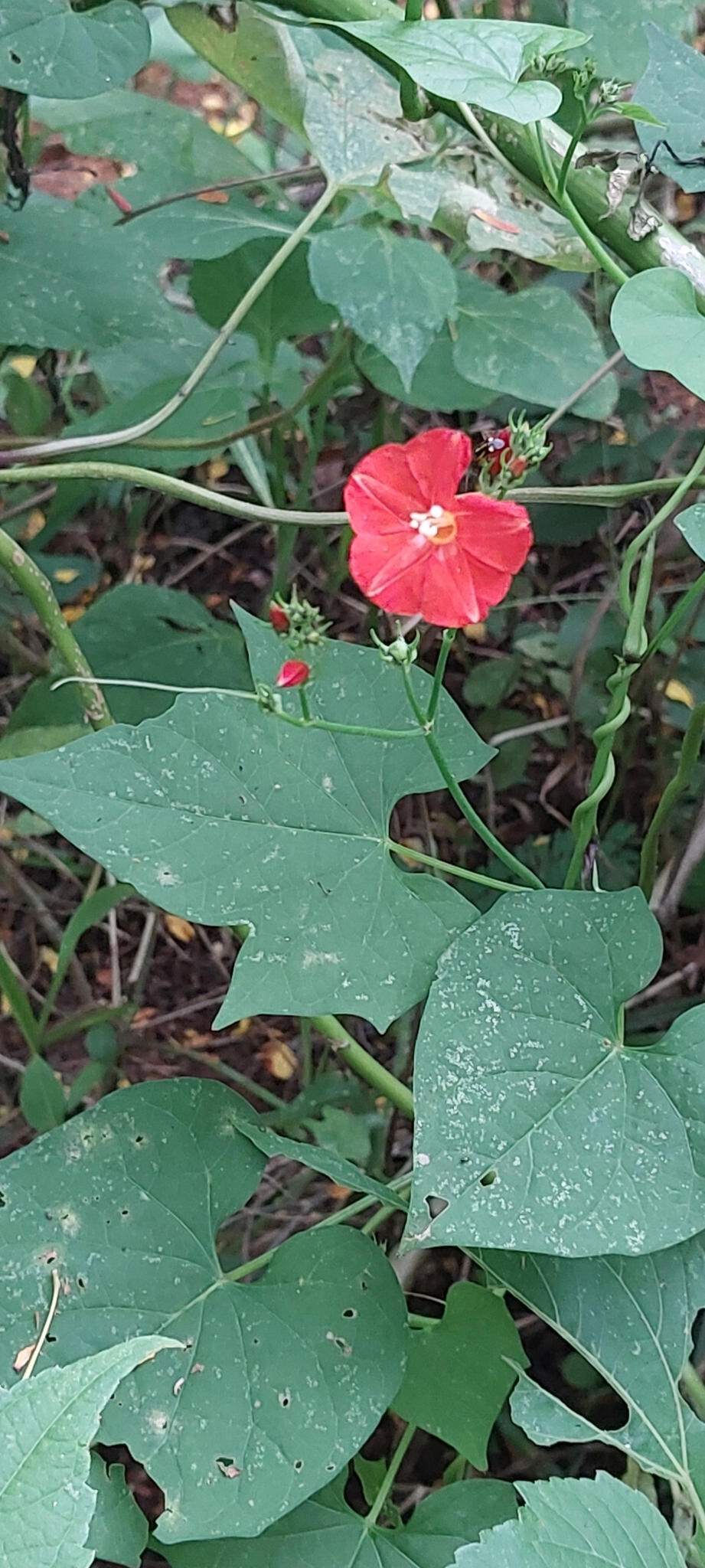 Photo of scarlet creeper (7/11)
