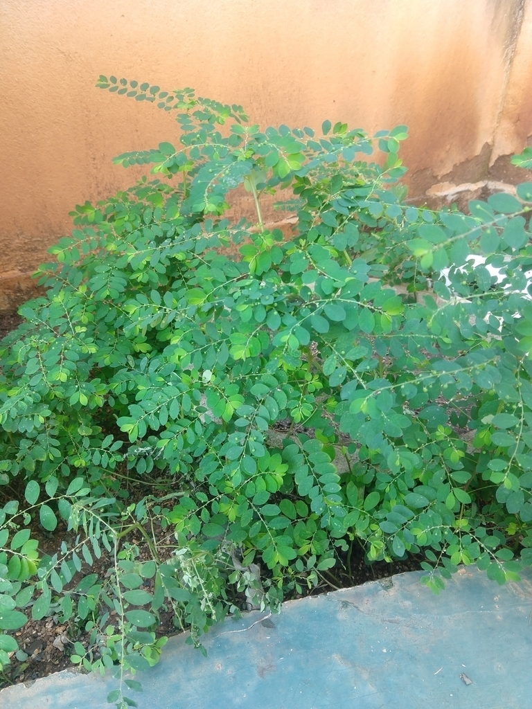 Photo of Mascarene Island leaf-flower (7/8)