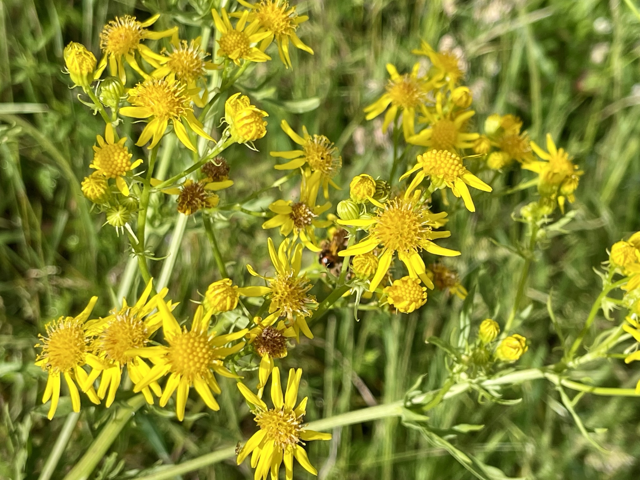 Photo of ragwort (7/9)