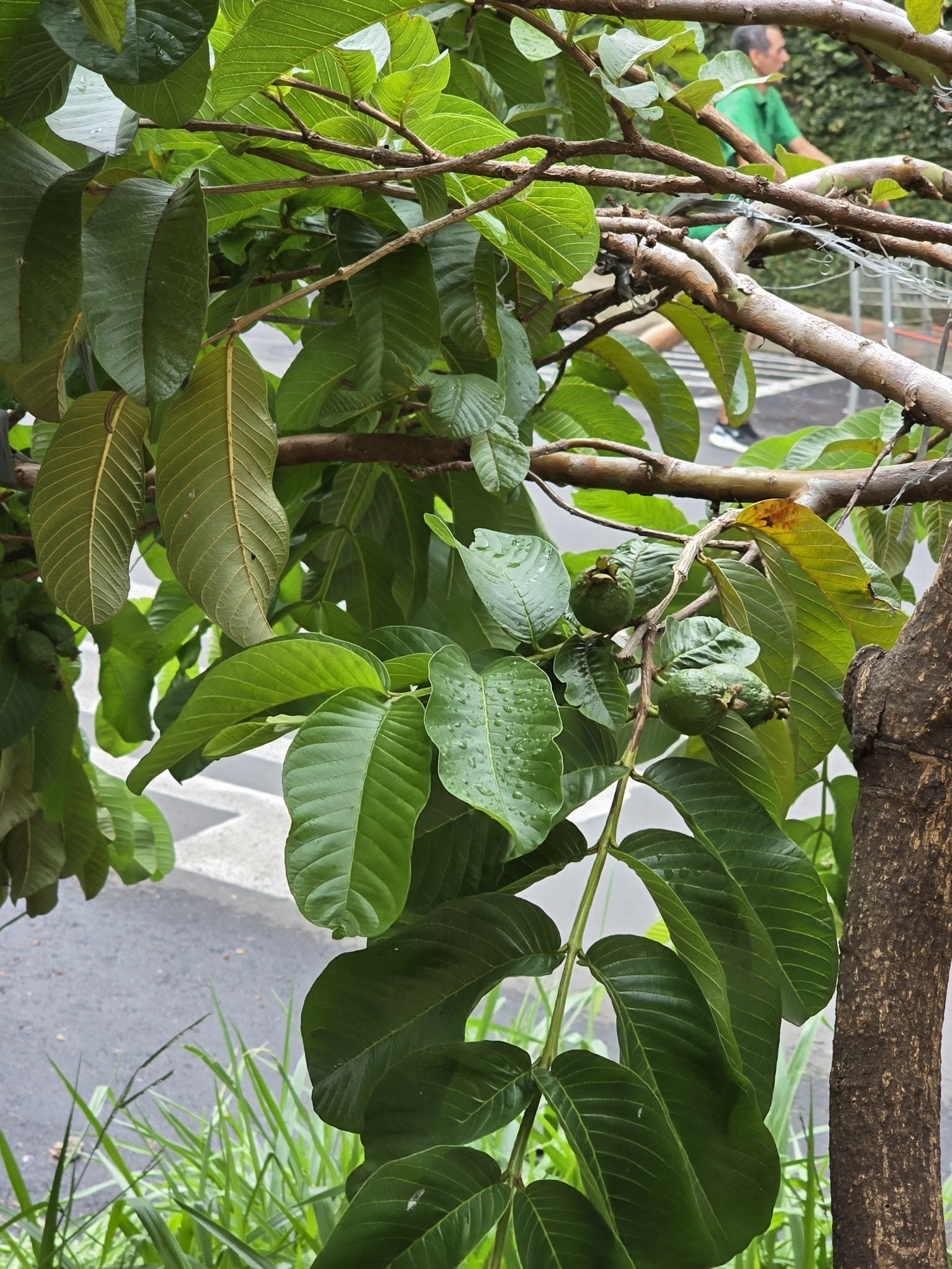 Photo of Common guava (10/12)
