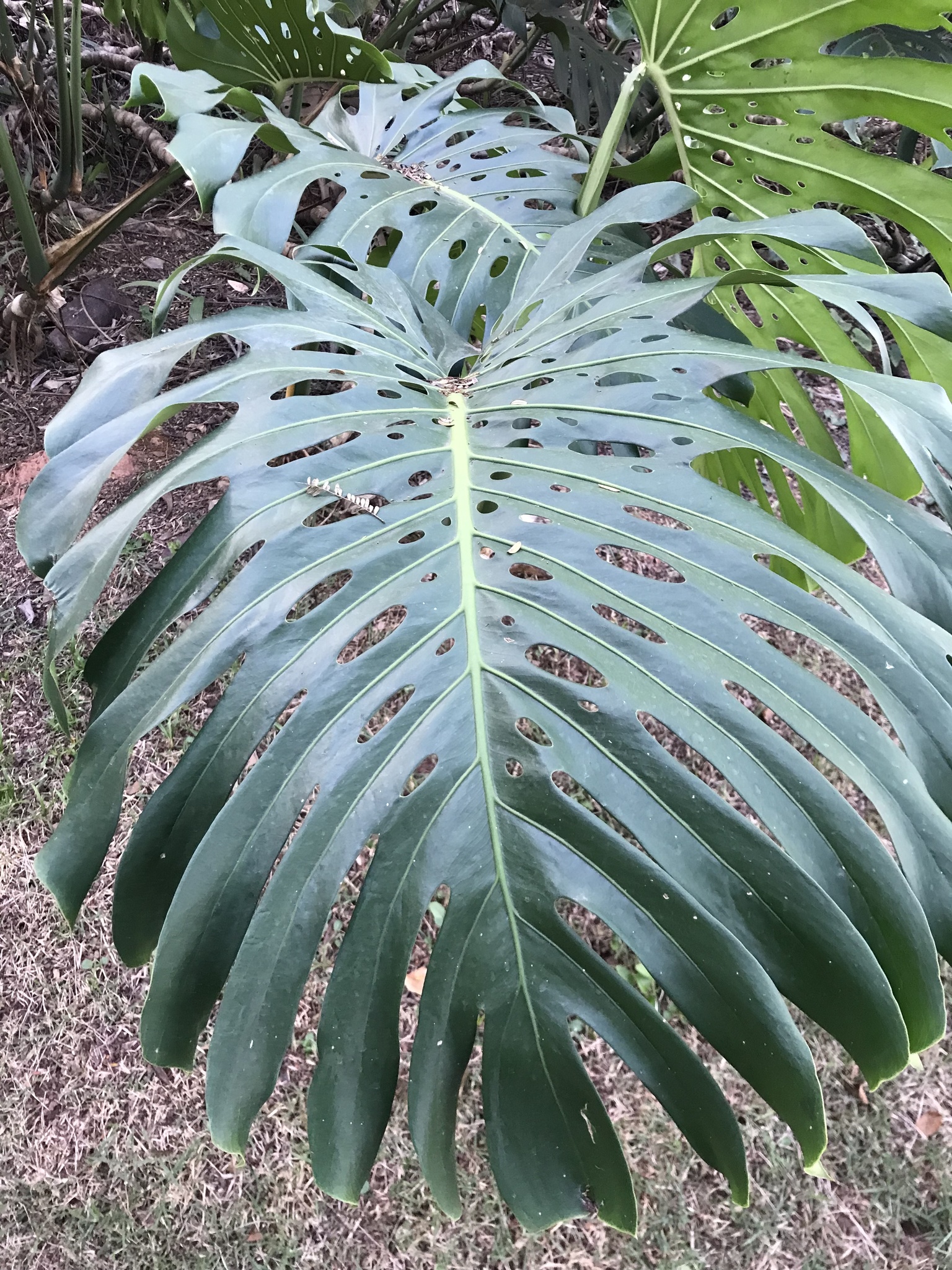 Photo of Swiss Cheese Plant (10/12)