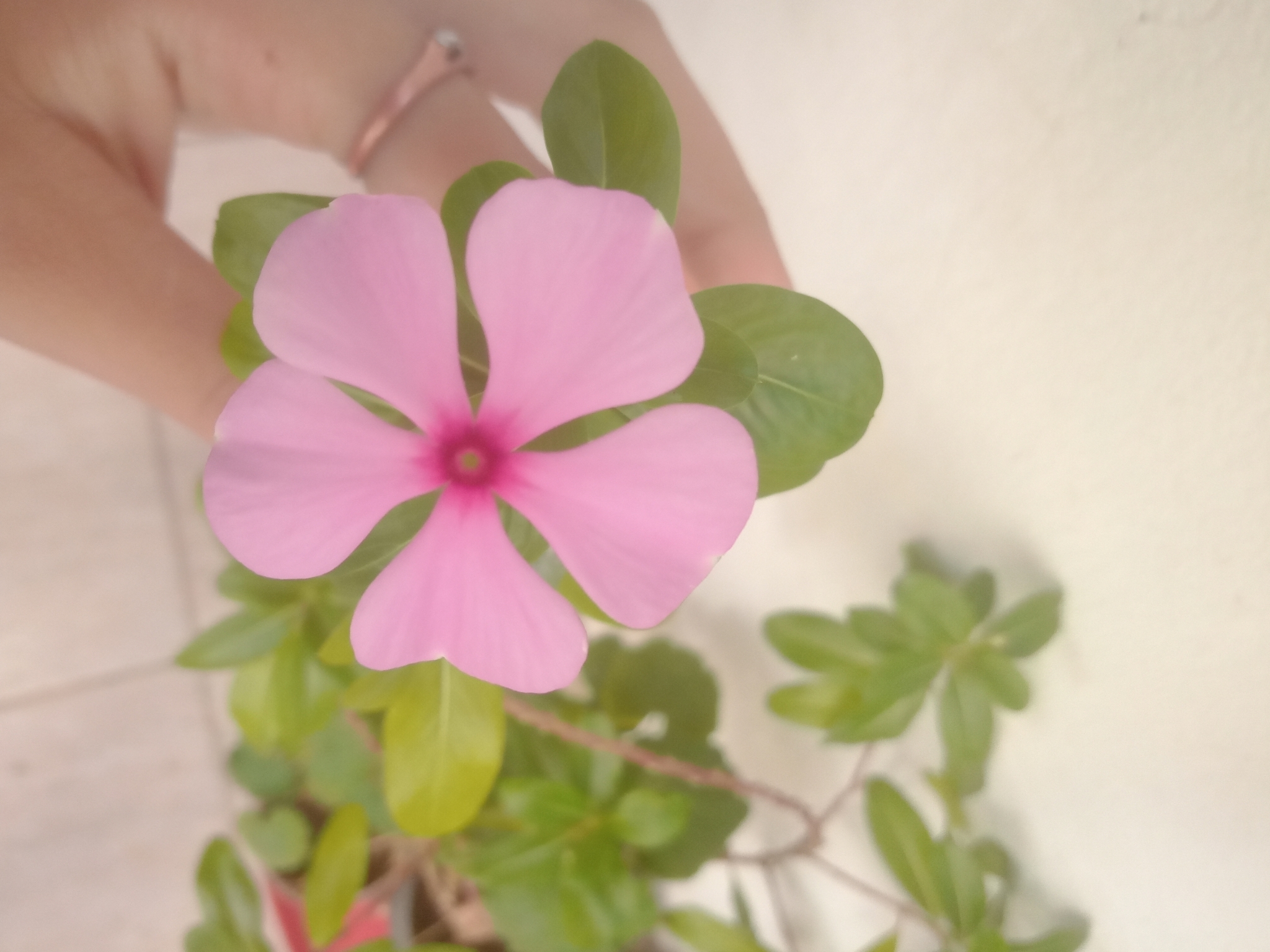 Photo of Madagascar Periwinkle (4/12)