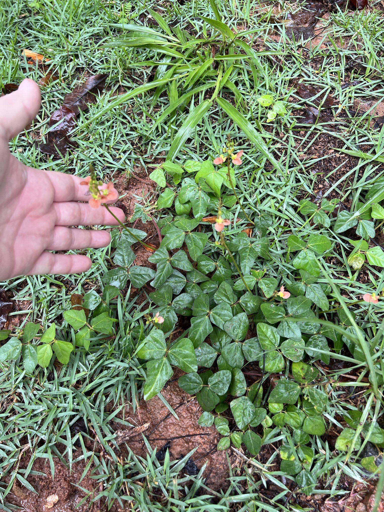 Photo of Phasey Bean (1/6)