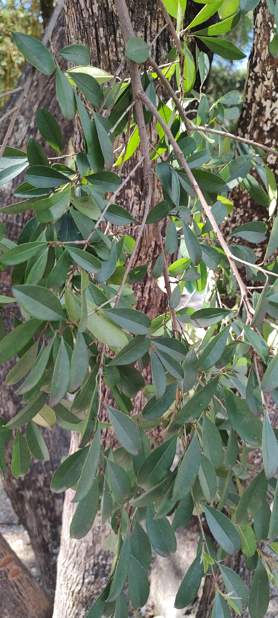Photo of Chrysophyllum marginatum (1/12)