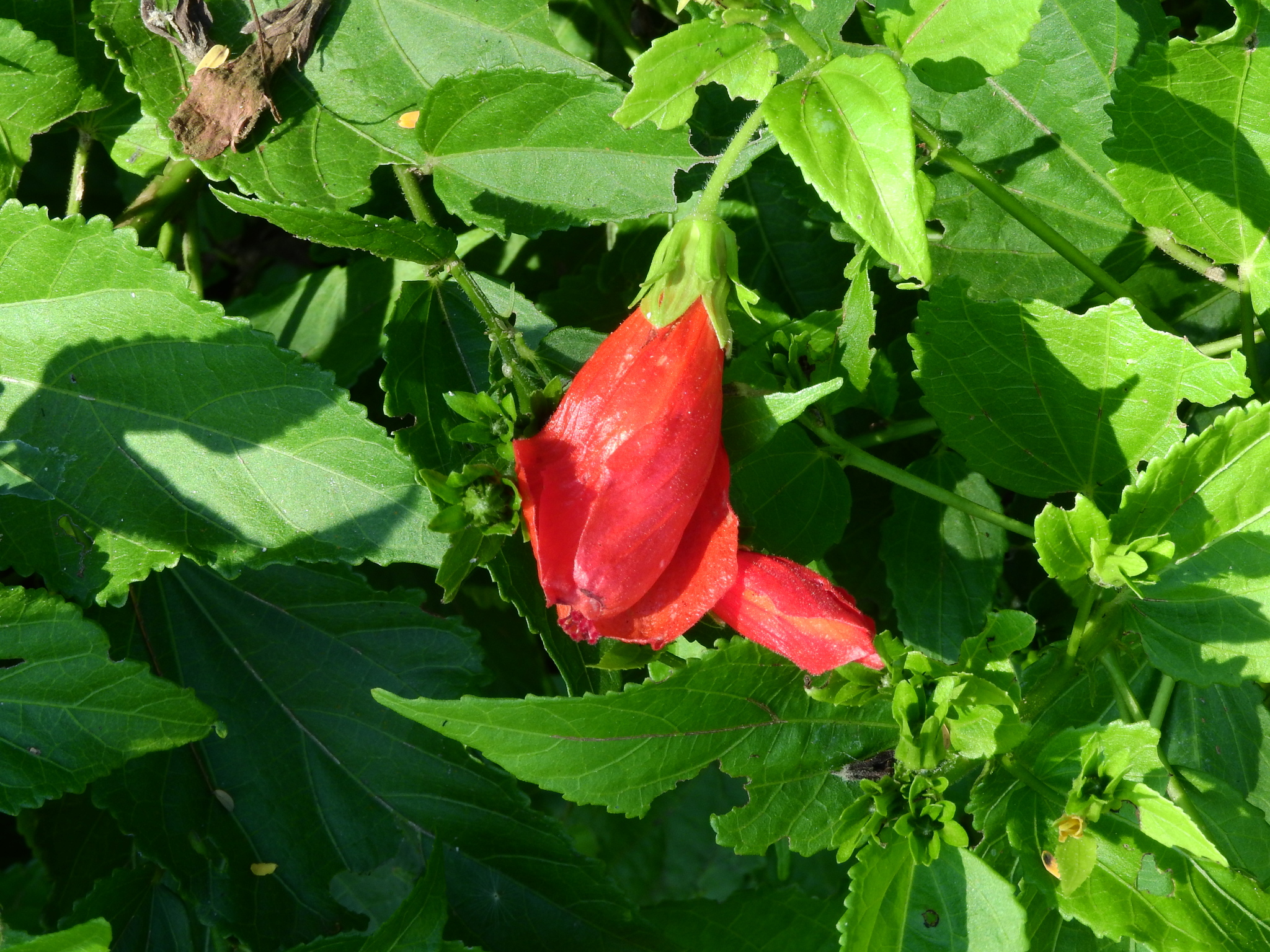 Photo of Sleeping Hibiscus (3/6)