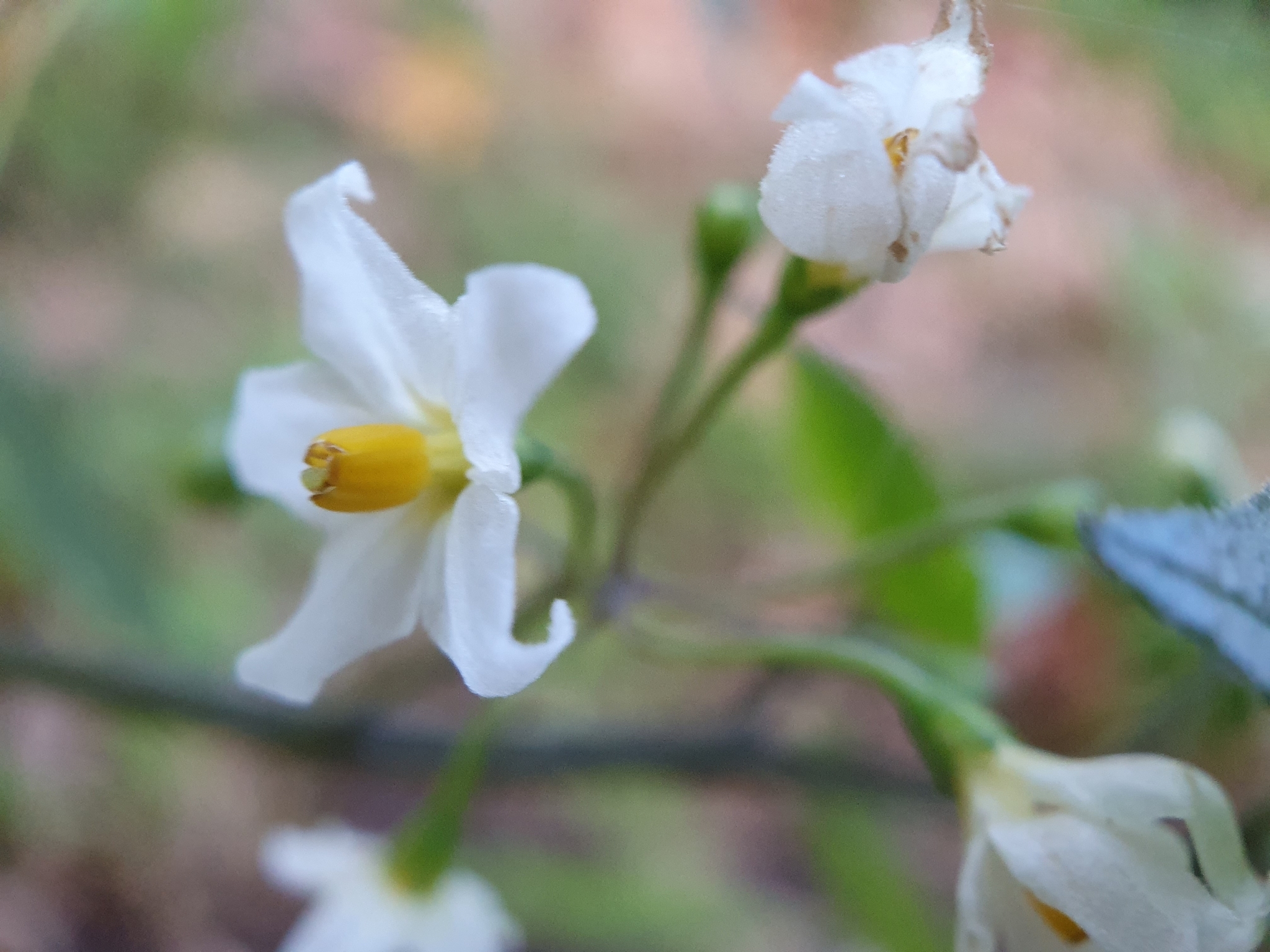 Photo of black nightshade (4/8)