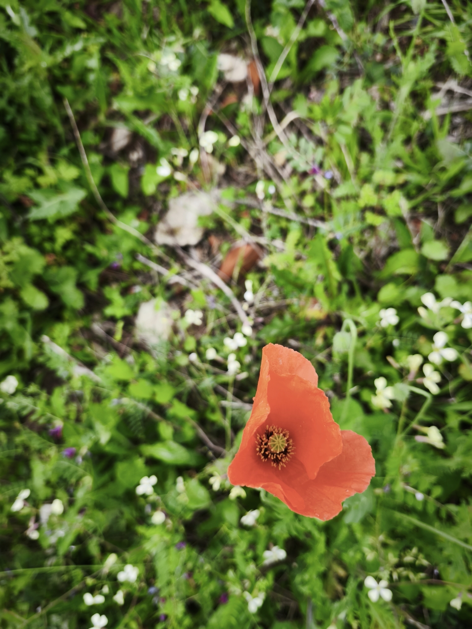 Photo of Long-headed poppy (10/12)