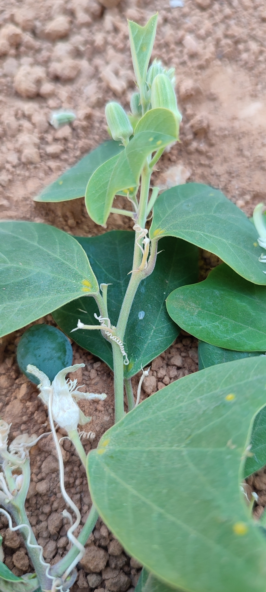 Photo of Passiflora pohlii (11/12)