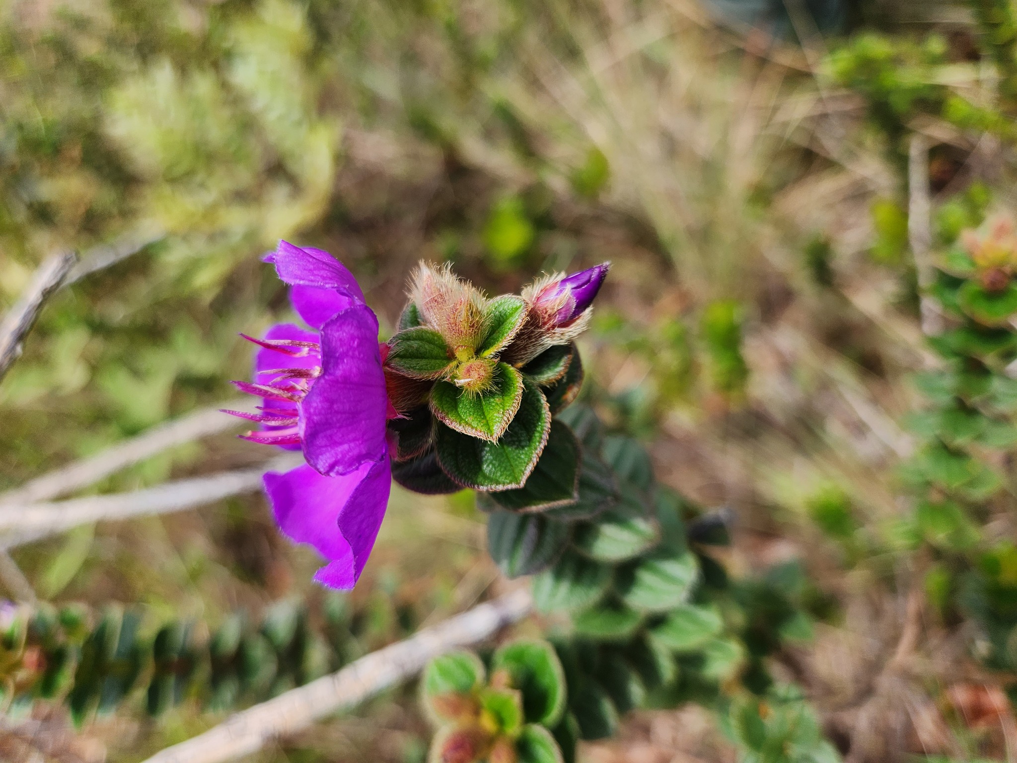 Photo of Pleroma (3/7)