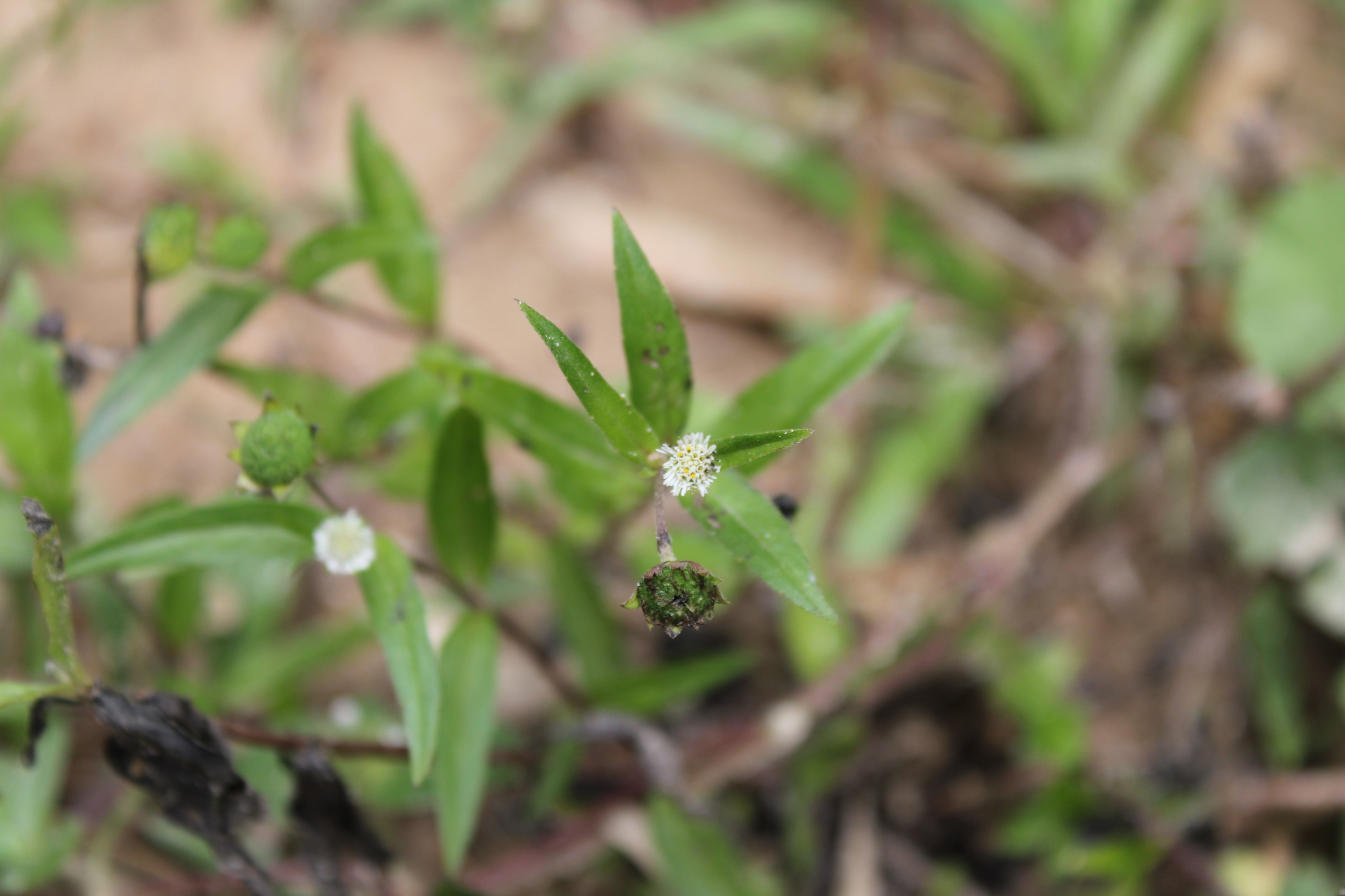 Photo of False Daisy (5/8)