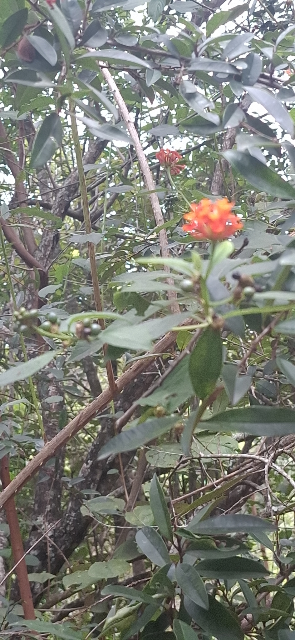 Photo of common lantana (8/8)