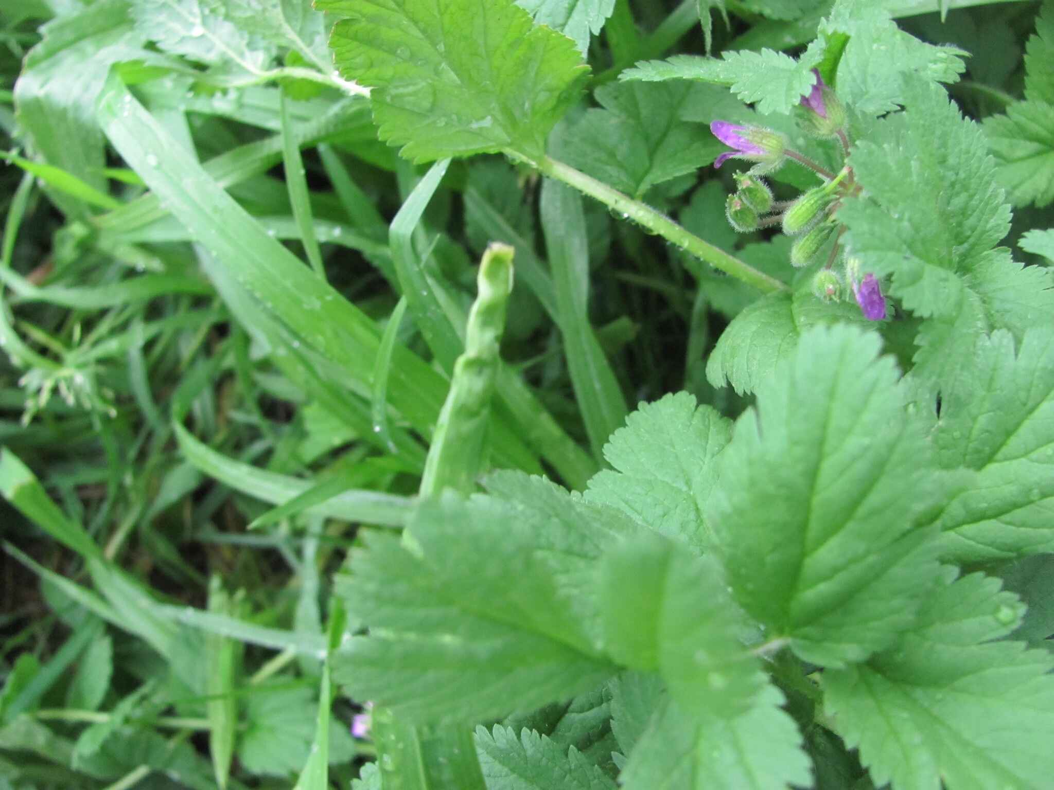 Photo of musk stork's-bill (12/12)