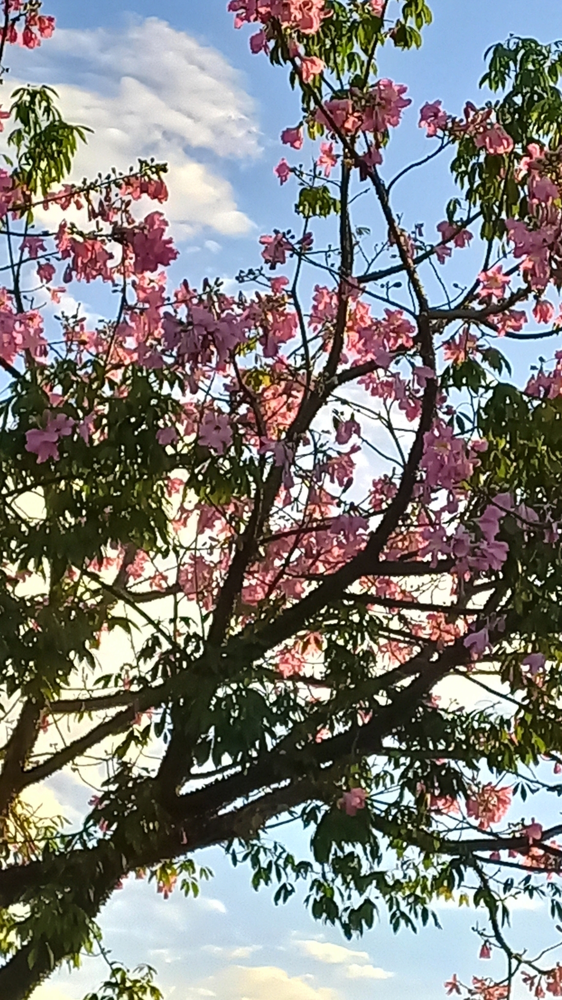 Photo of Silk floss tree (6/12)