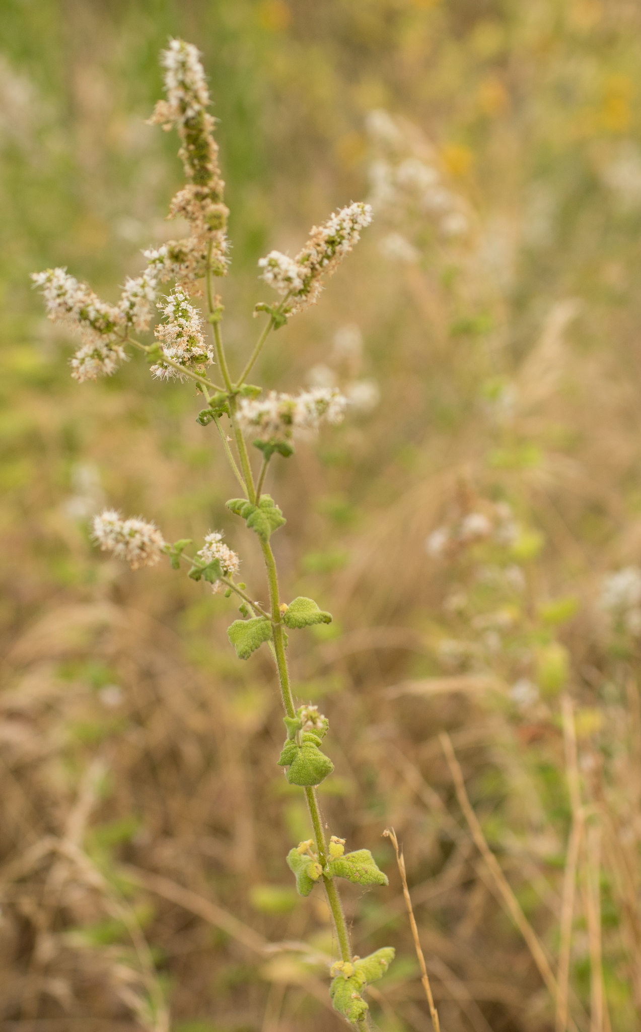 Photo of Apple Mint (8/9)