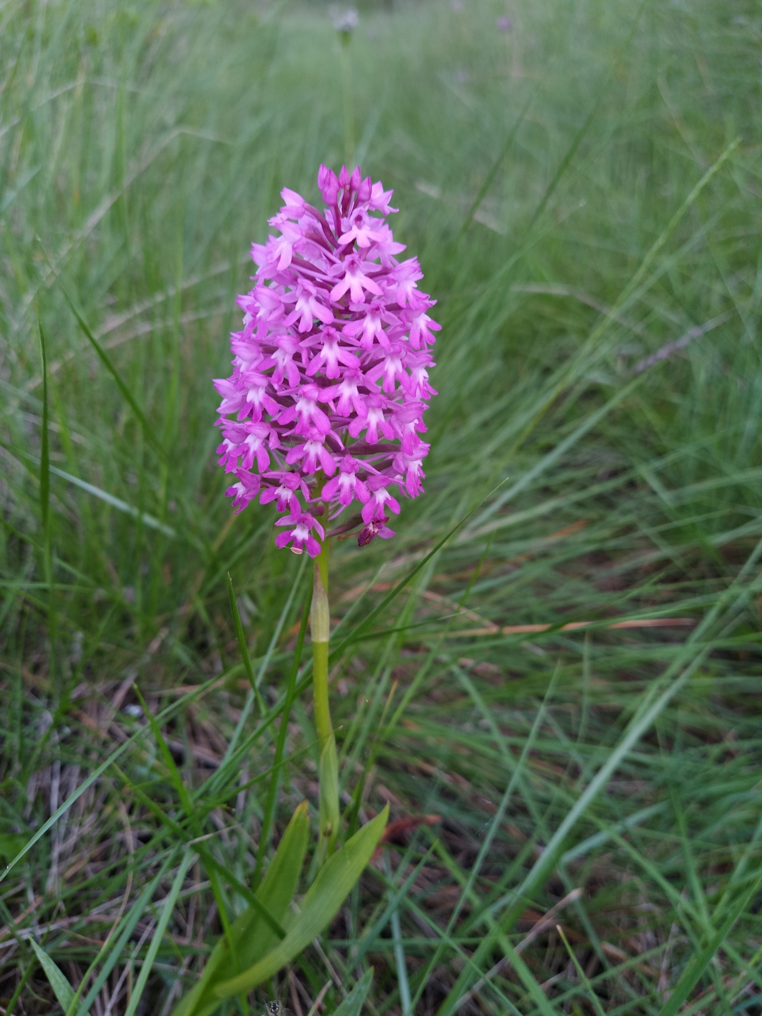 Photo of pyramidal orchid (9/12)