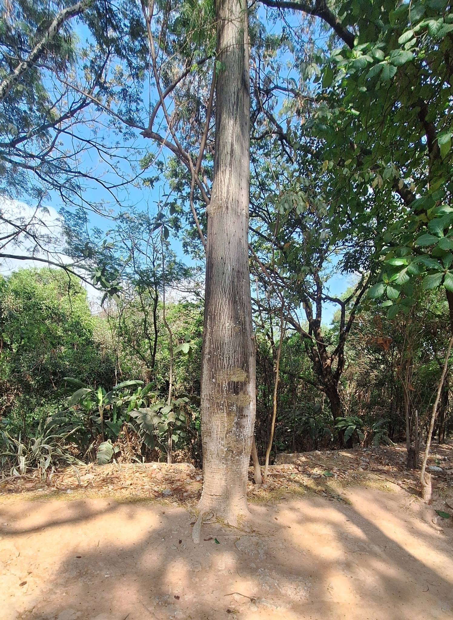 Photo of Silk floss tree (12/12)