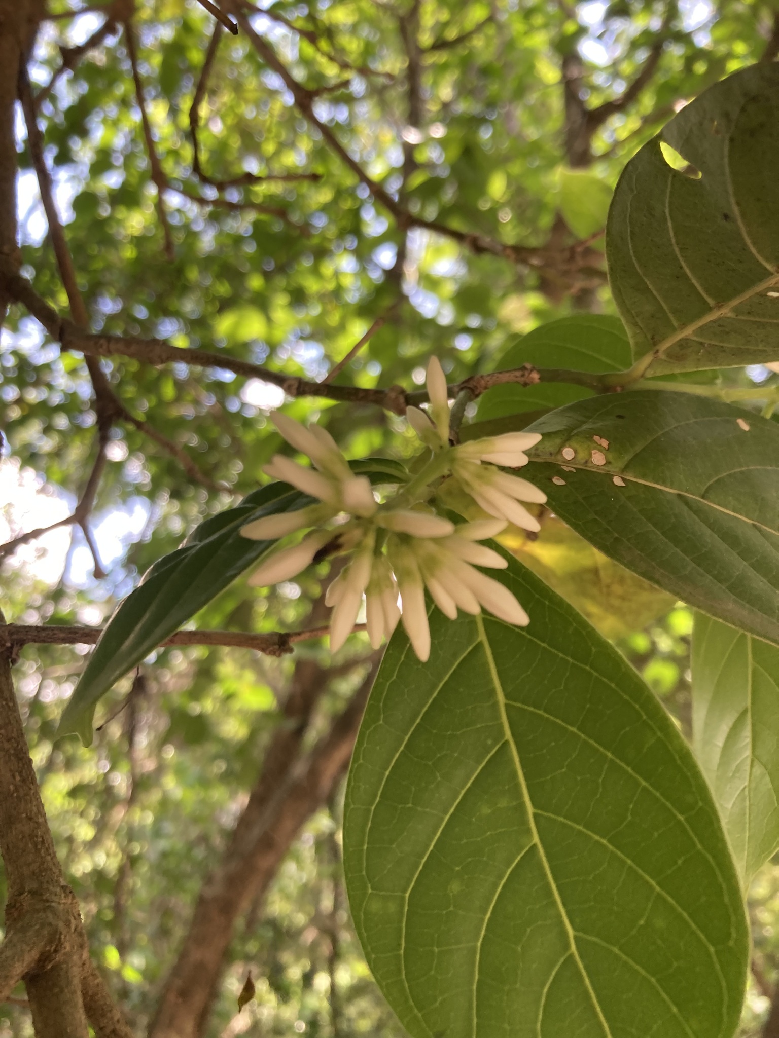 Photo of Coussarea hydrangeifolia (5/9)